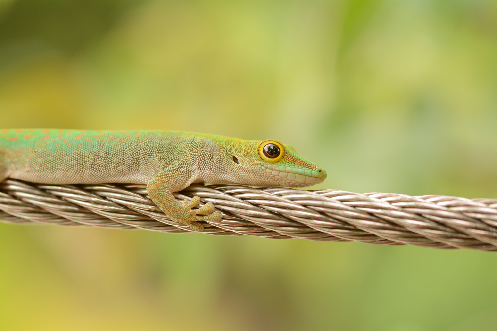 Nikon D7100 + Sigma 105mm F2.8 EX DG Macro sample photo. Green gecko photography