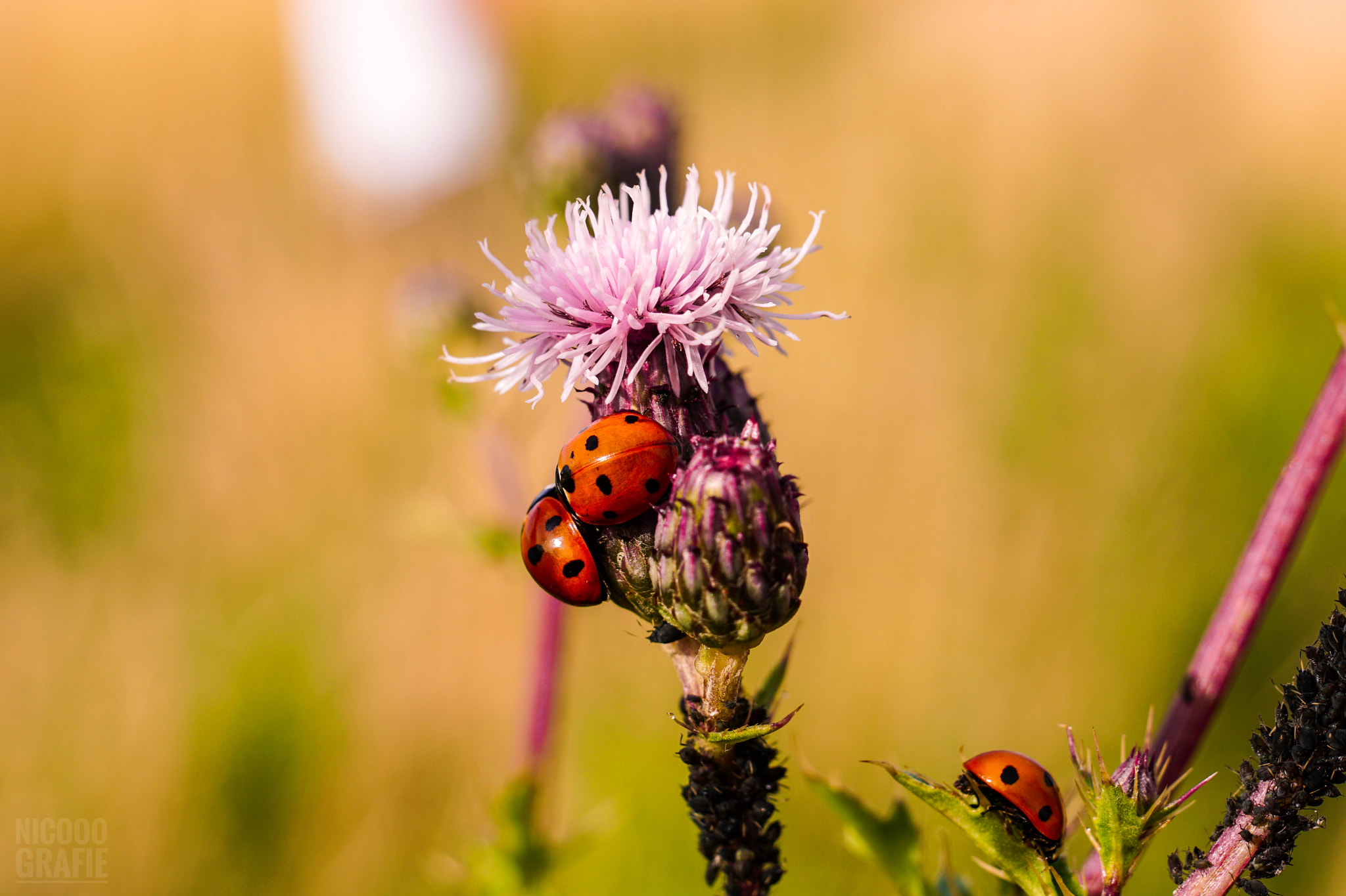 Sony a6300 + E 50mm F1.8 OSS sample photo. Bug2 photography