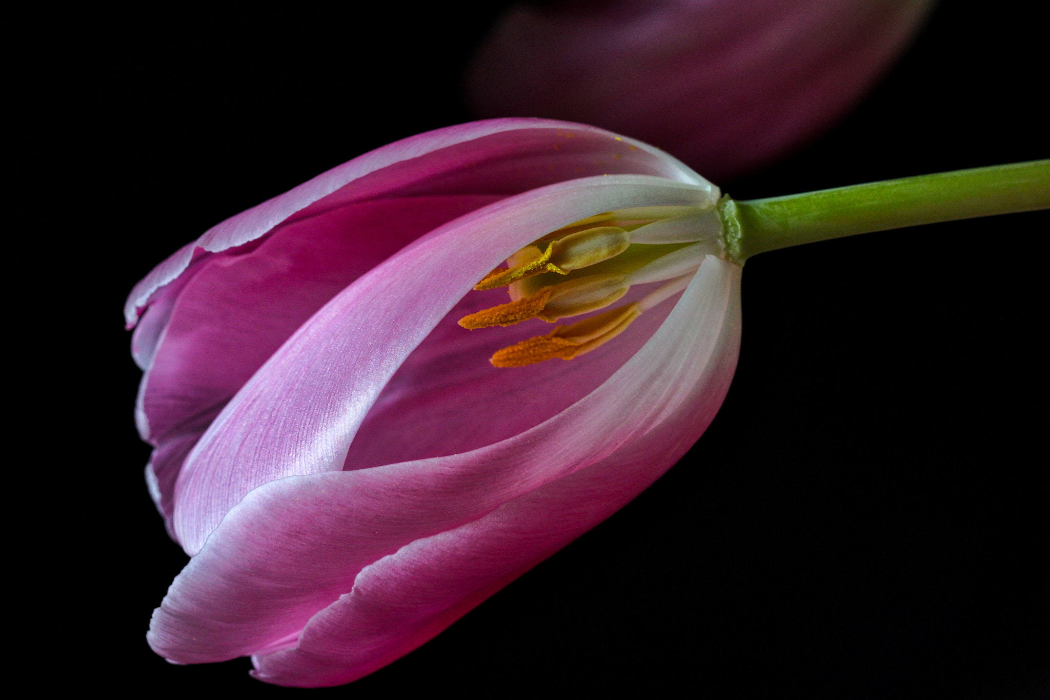 Canon EOS 100D (EOS Rebel SL1 / EOS Kiss X7) sample photo. The heart of a tulip photography