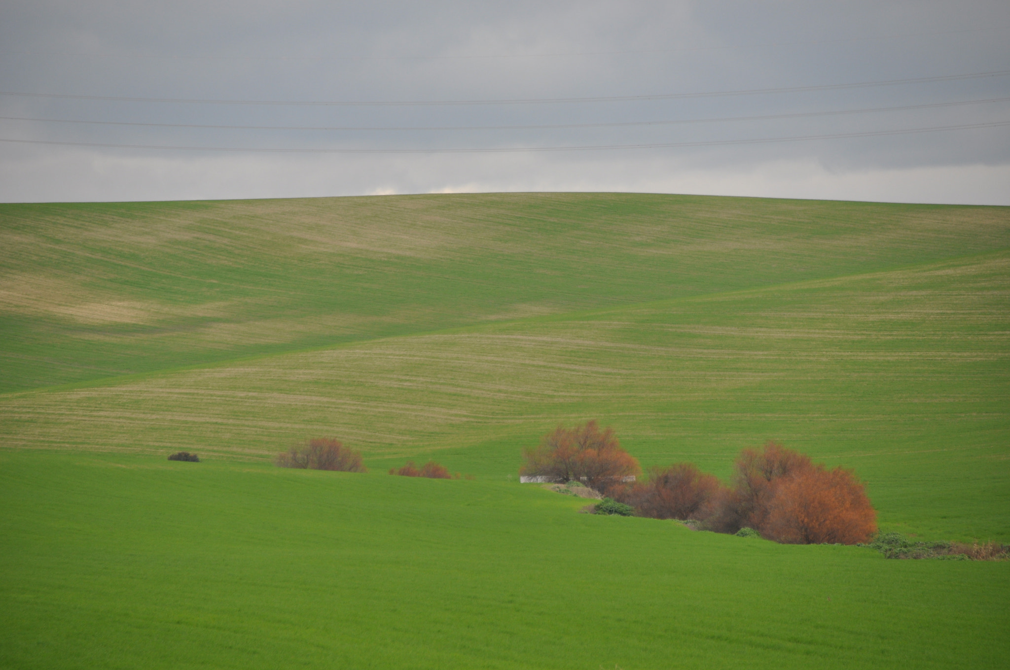 Sigma 18-200mm F3.5-6.3 II DC OS HSM sample photo. Cespugli rossi sul prato verde photography