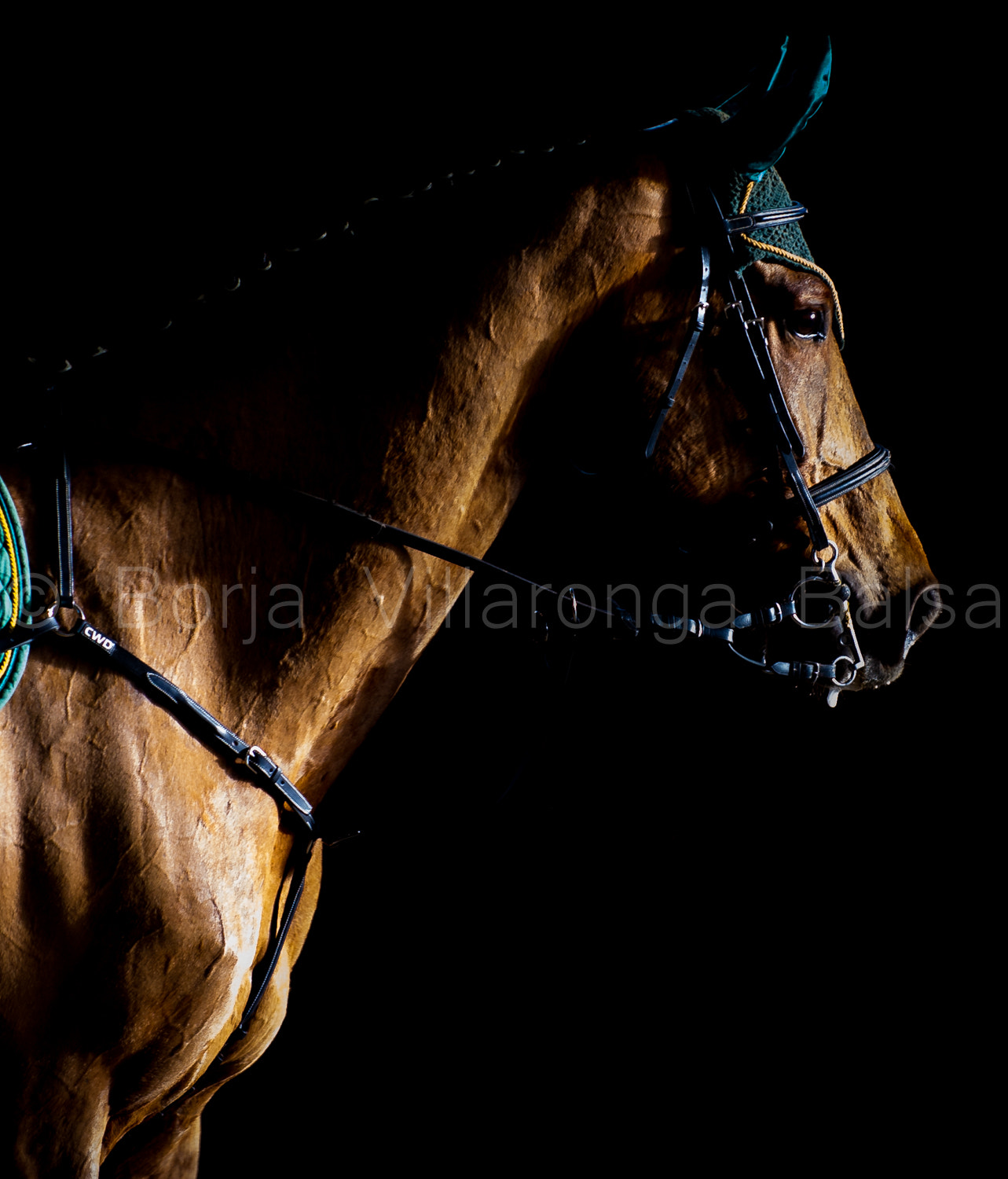 Nikon D3S sample photo. Another horse portrait. photography