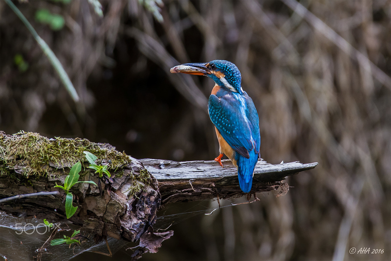 150-600mm F5-6.3 DG OS HSM | Sports 014 sample photo. Kingfisher photography
