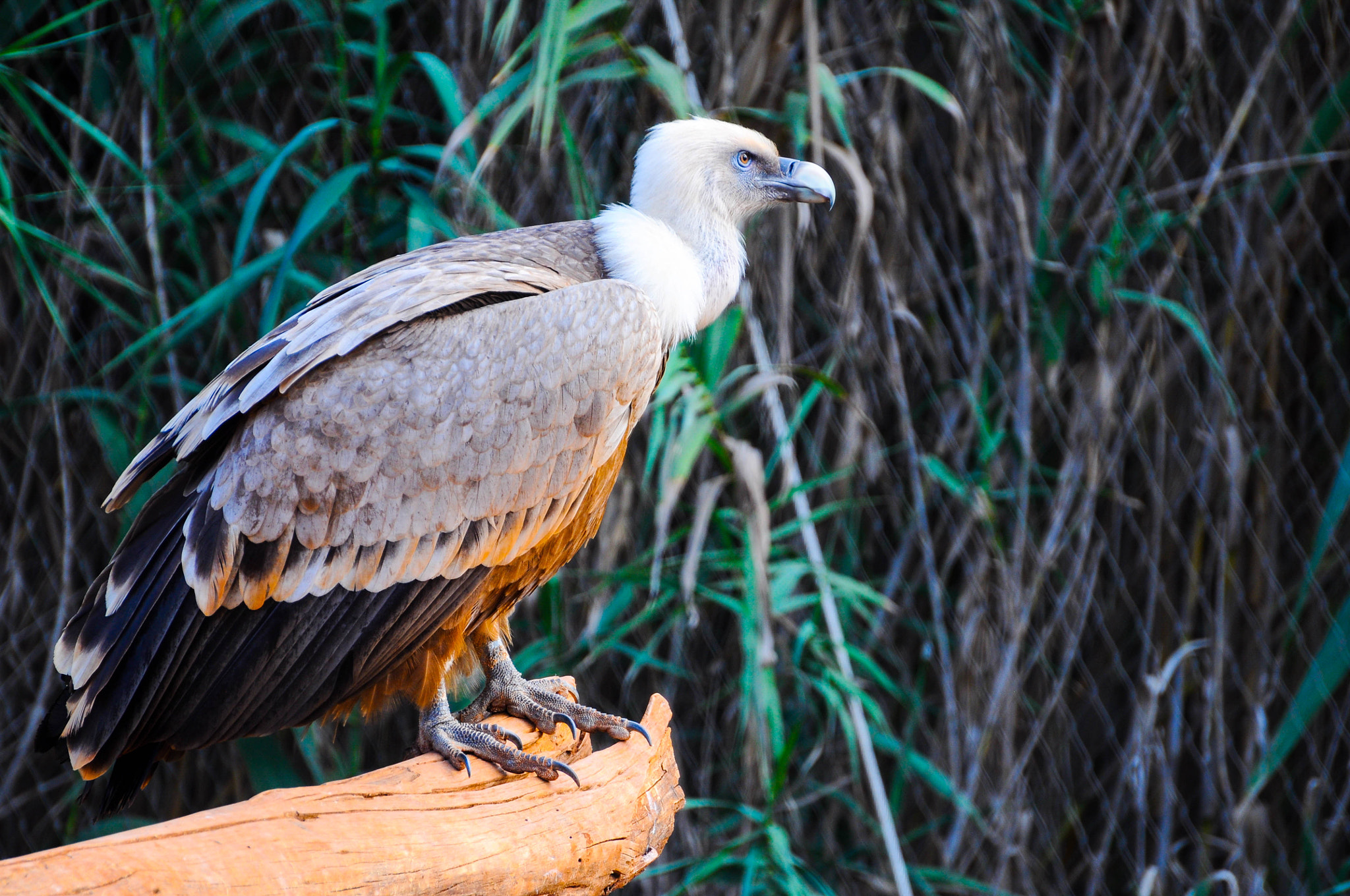 Nikon D5000 sample photo. Eagle alone in the forest photography