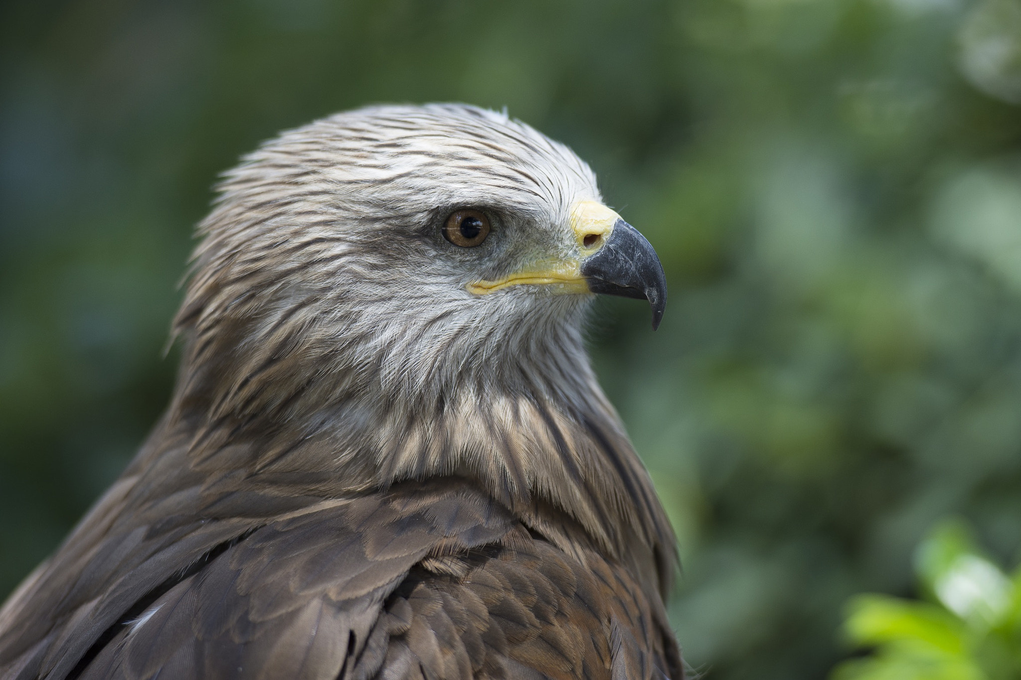 Nikon AF-S Nikkor 70-200mm F2.8G ED VR II sample photo. Eagle  photography