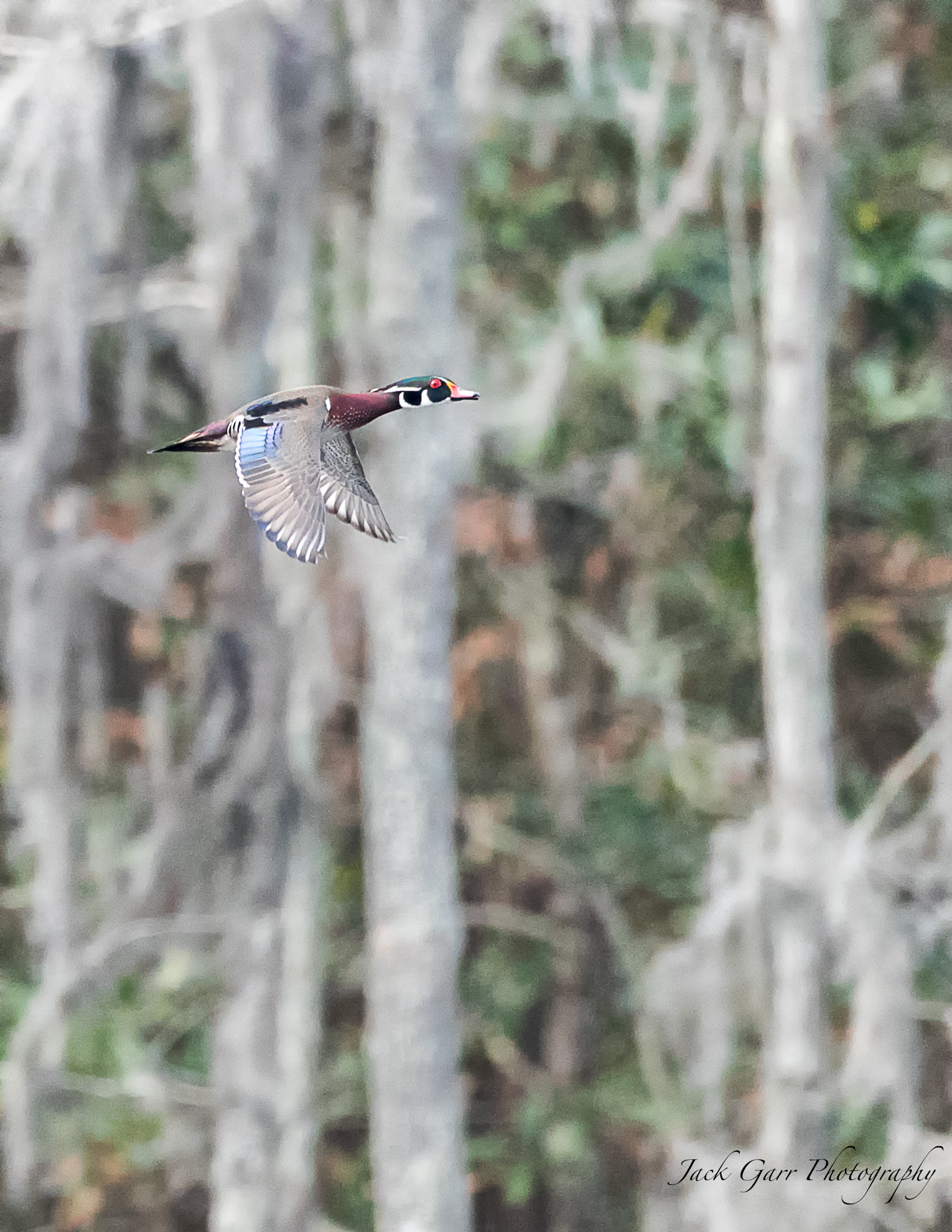Canon EOS-1D X Mark II sample photo. Male wood duck flying in swamp photography