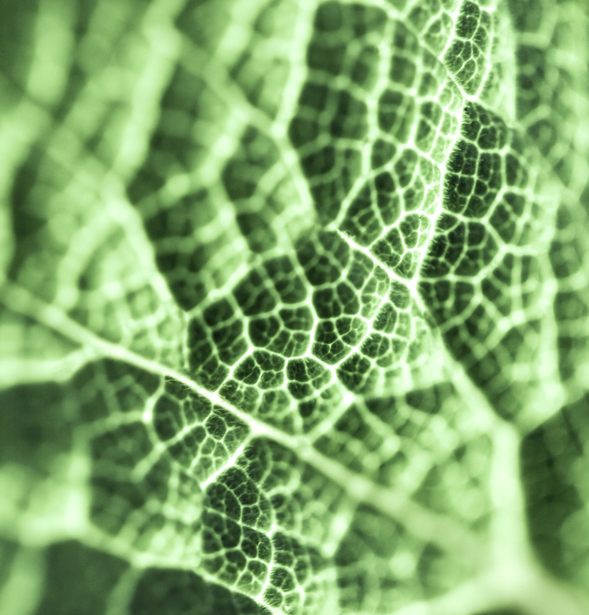 Canon EF 100mm F2.8 Macro USM sample photo. A leaf by fernandoar.com photography