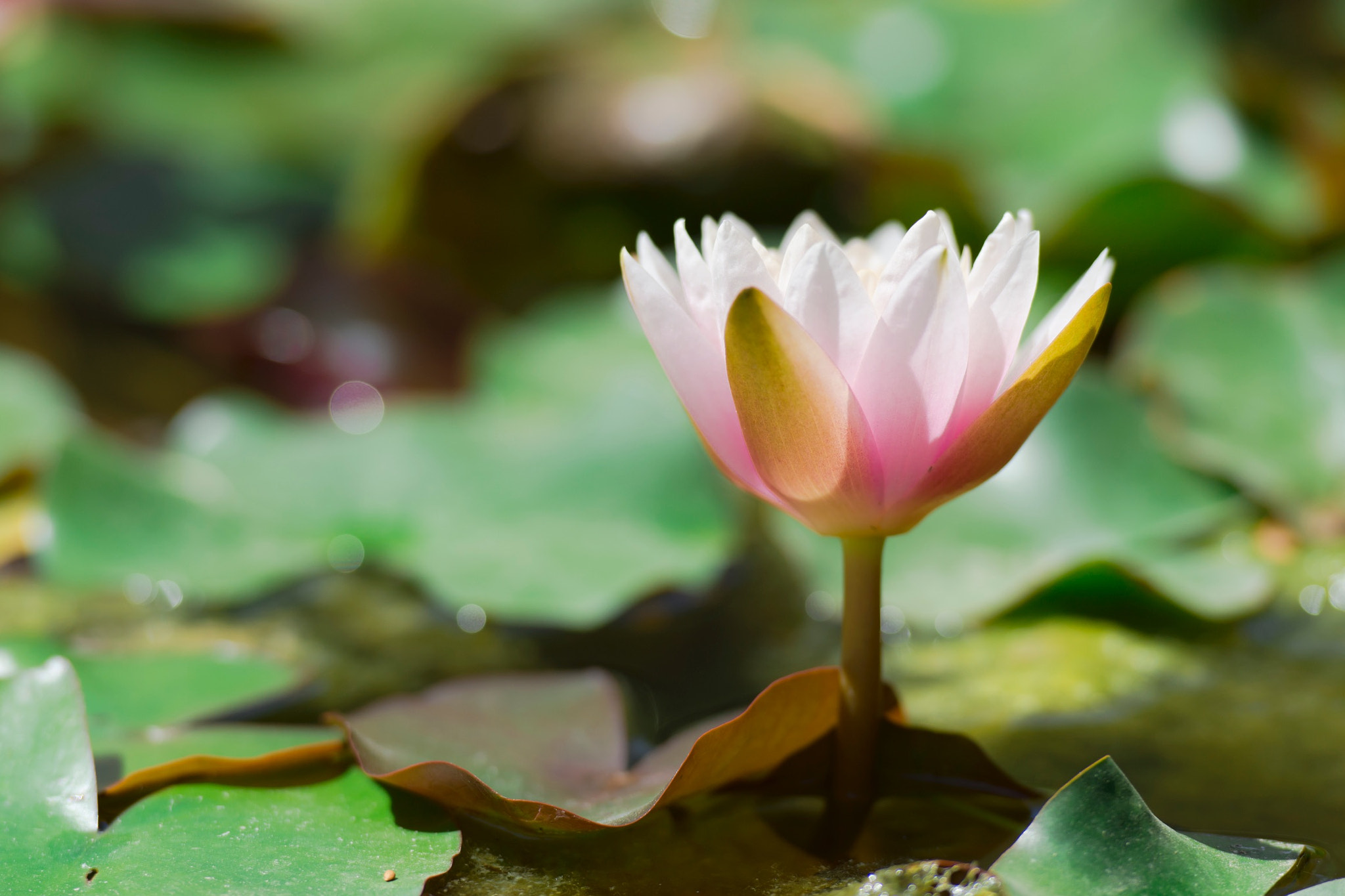 Nikon AF-S Nikkor 70-200mm F2.8G ED VR II sample photo. Lotus photography