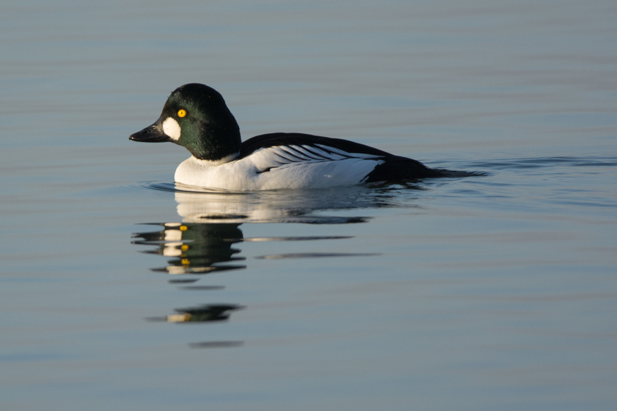 Sigma 150-600mm F5-6.3 DG OS HSM | C sample photo. Goldeneye photography