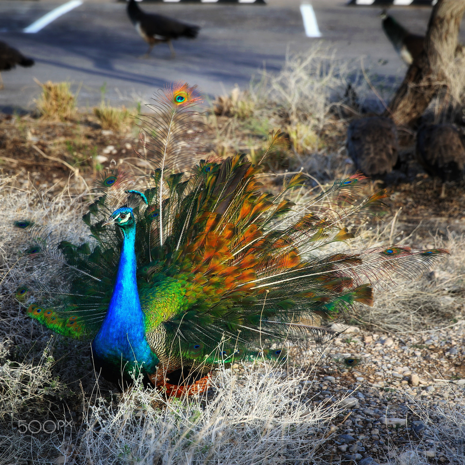 Canon EF 24-70mm F2.8L II USM sample photo. This one was showing off for the camera! photography