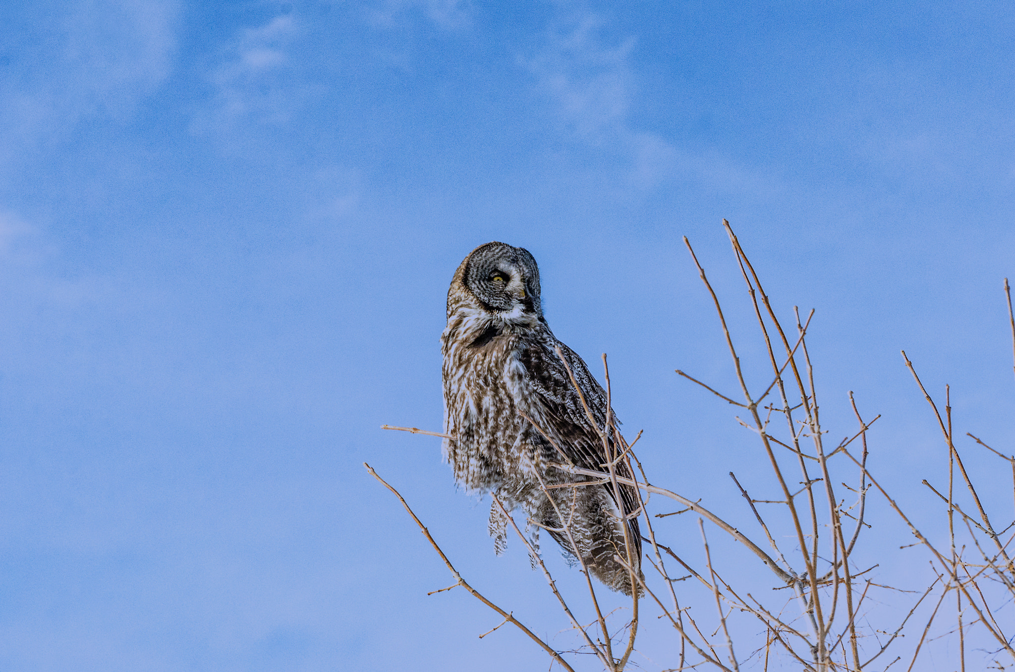 Sigma 70-300mm F4-5.6 DG Macro sample photo. Chouette laponne... photography