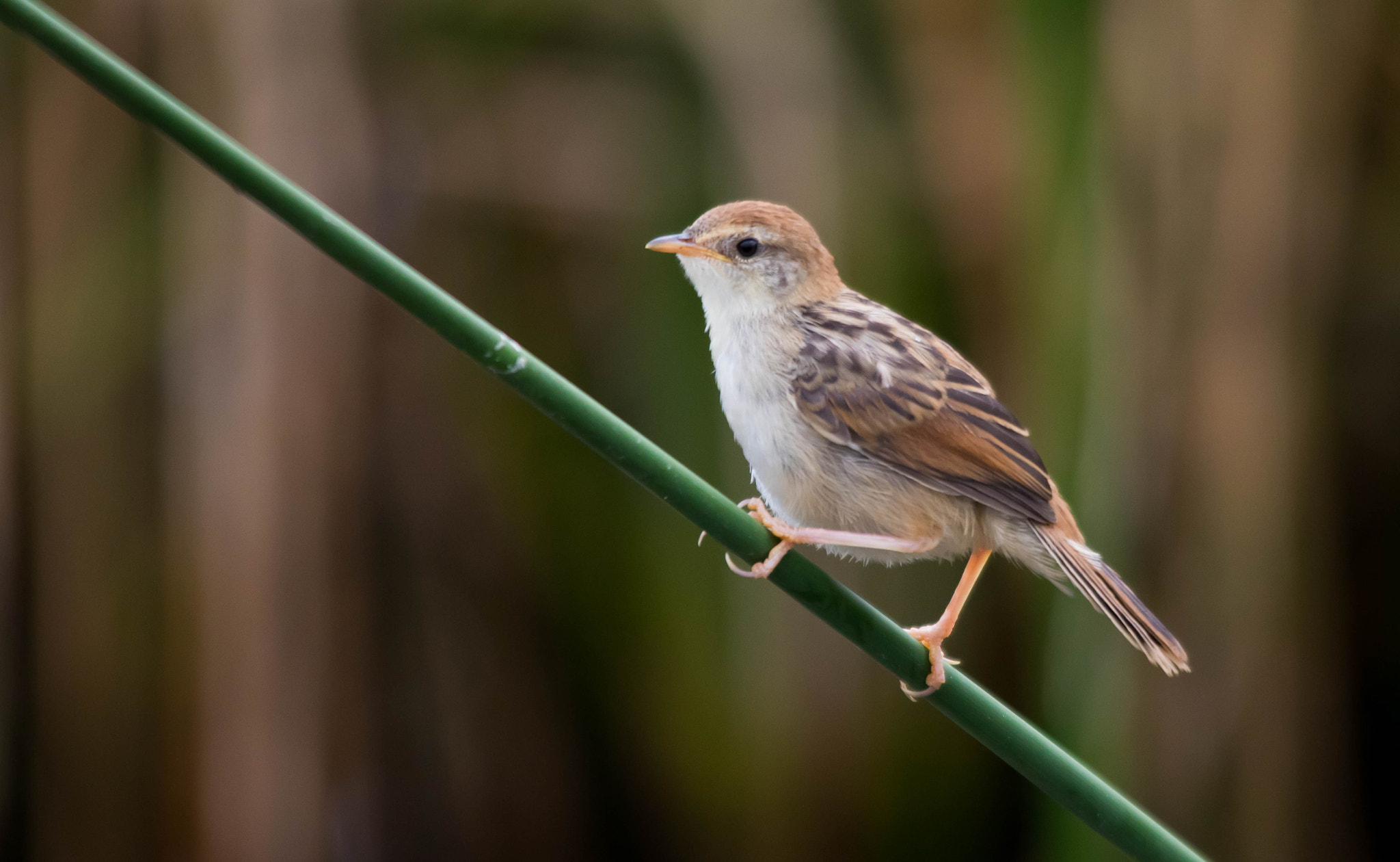 Canon EOS 750D (EOS Rebel T6i / EOS Kiss X8i) + Sigma 150-500mm F5-6.3 DG OS HSM sample photo. Zitting cisticola photography