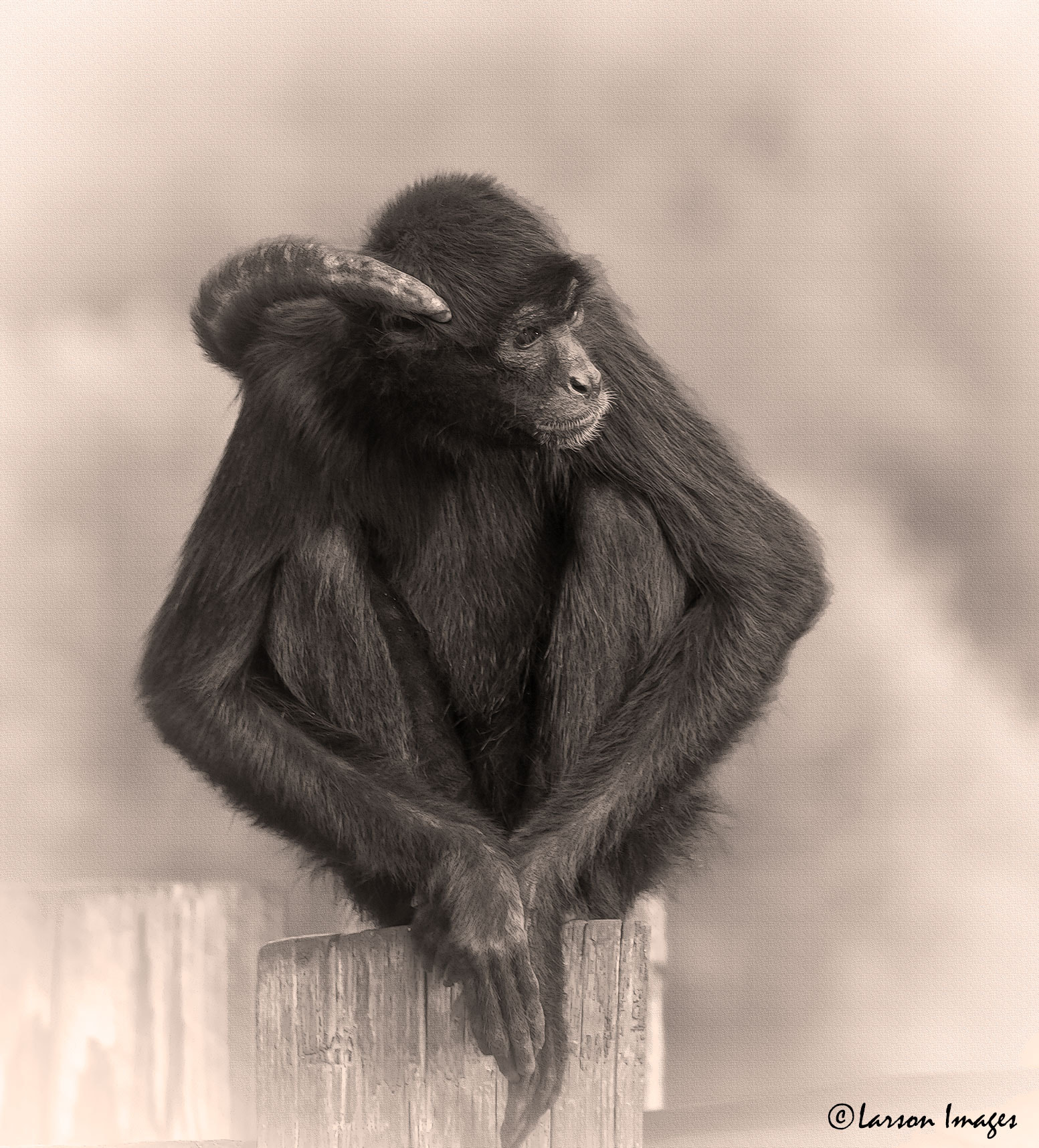 Canon EF 70-300mm F4-5.6L IS USM sample photo. Black spider monkey photography
