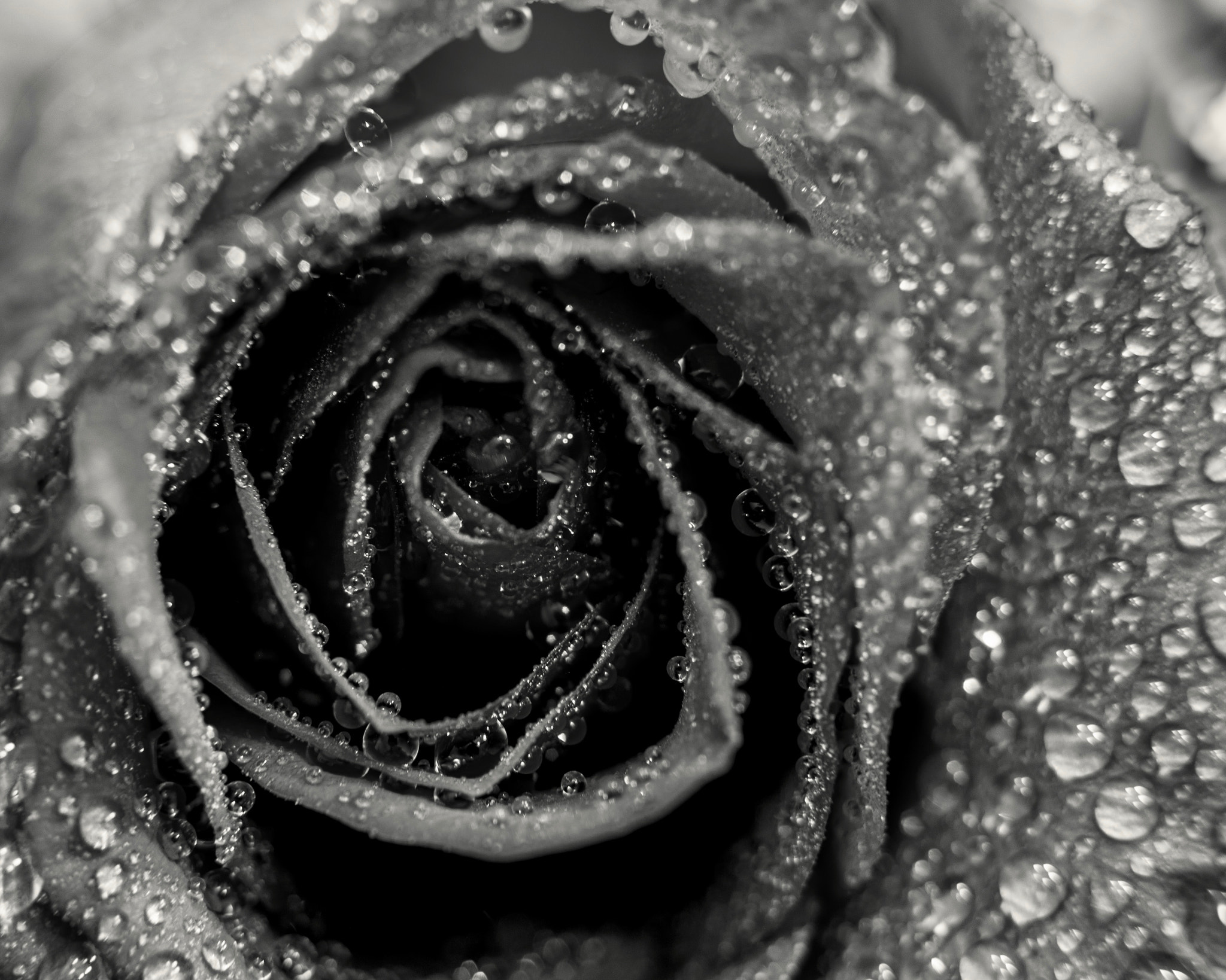 Canon EOS 6D sample photo. A rose for love photography