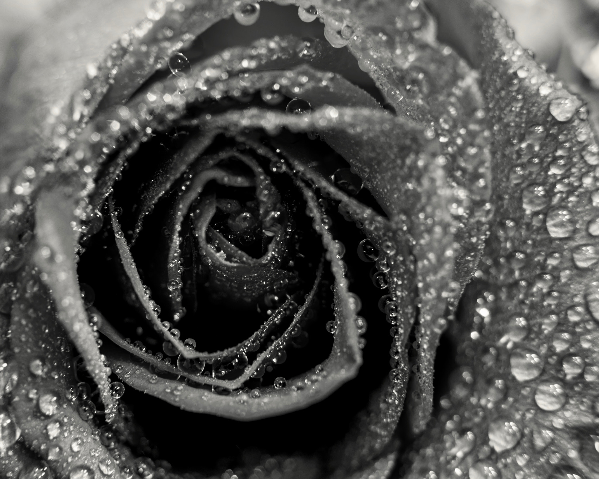 Canon EF 35-135mm f/4-5.6 USM sample photo. A rose for love photography
