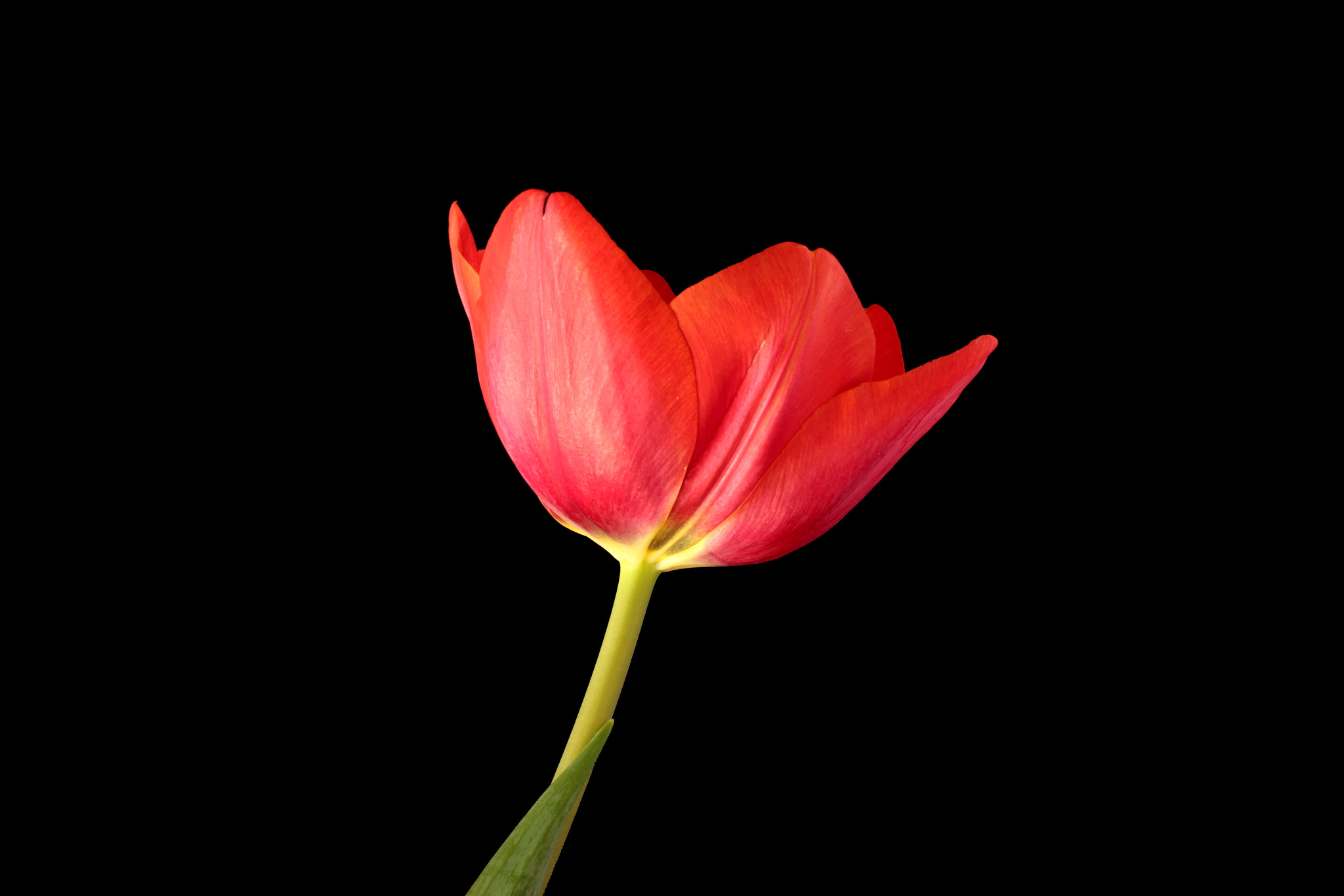 Canon EF-S 60mm F2.8 Macro USM sample photo. Tulip photography