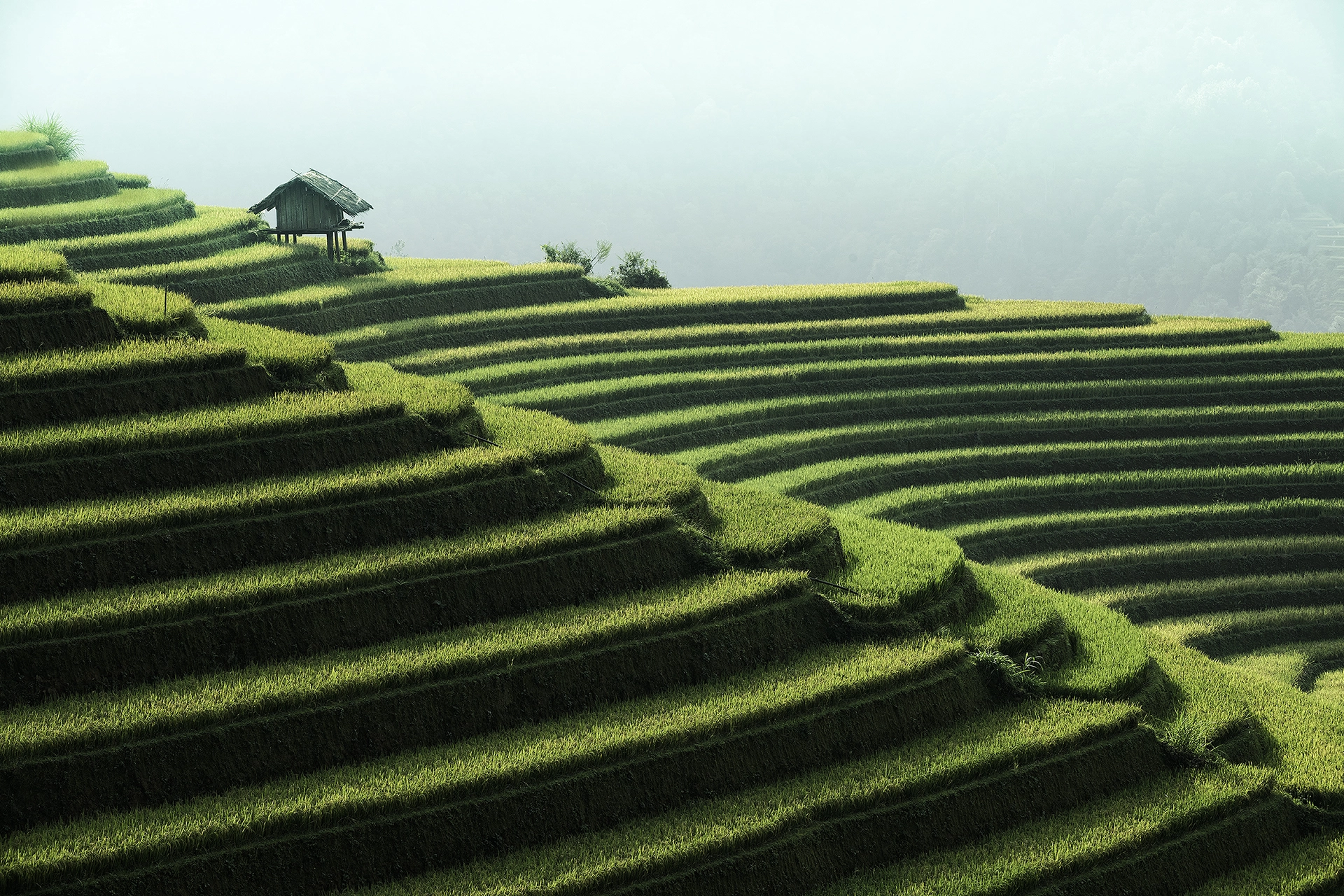 Nikon D810 sample photo. Rice fields on terraced of mu cang chai , vietnam. photography