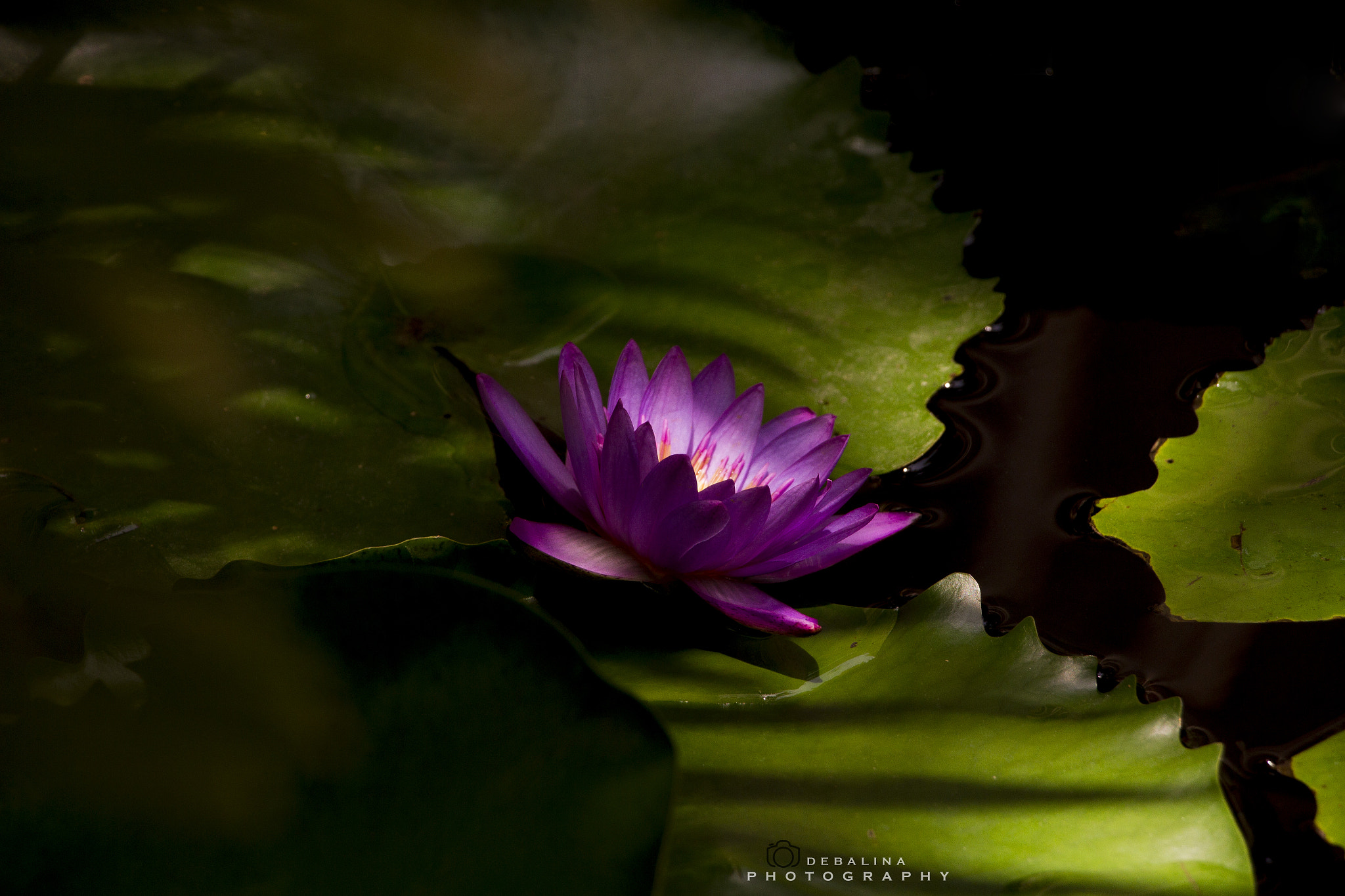 Canon EOS 7D sample photo. Water lily photography