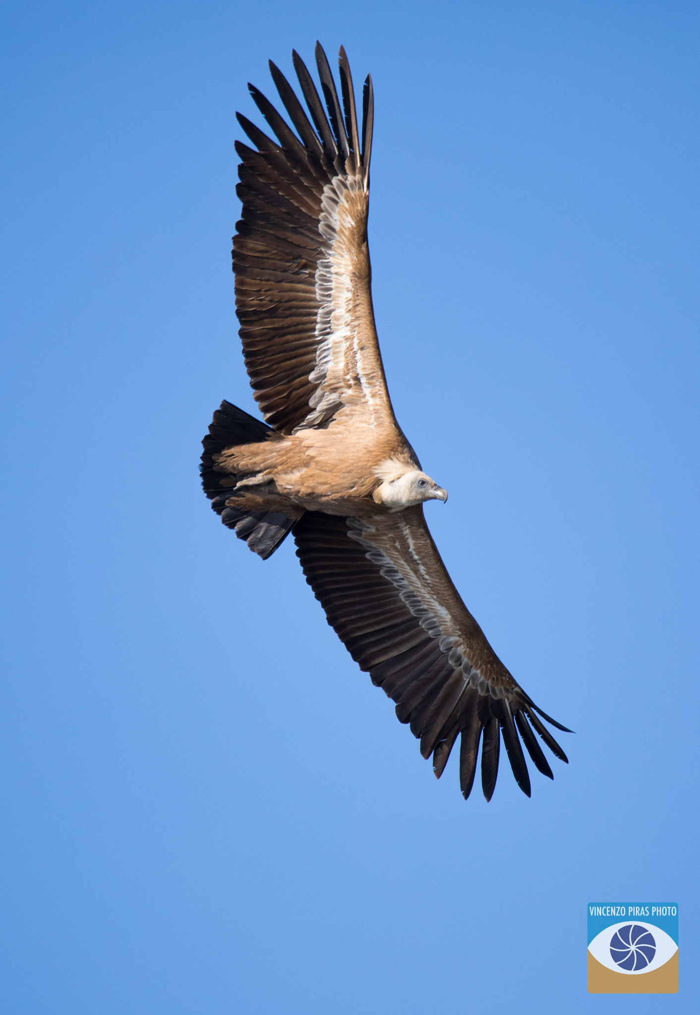 150-600mm F5-6.3 DG OS HSM | Contemporary 015 sample photo. Il grande avvoltoio di bosa - sardegna - 3 metri d ... photography
