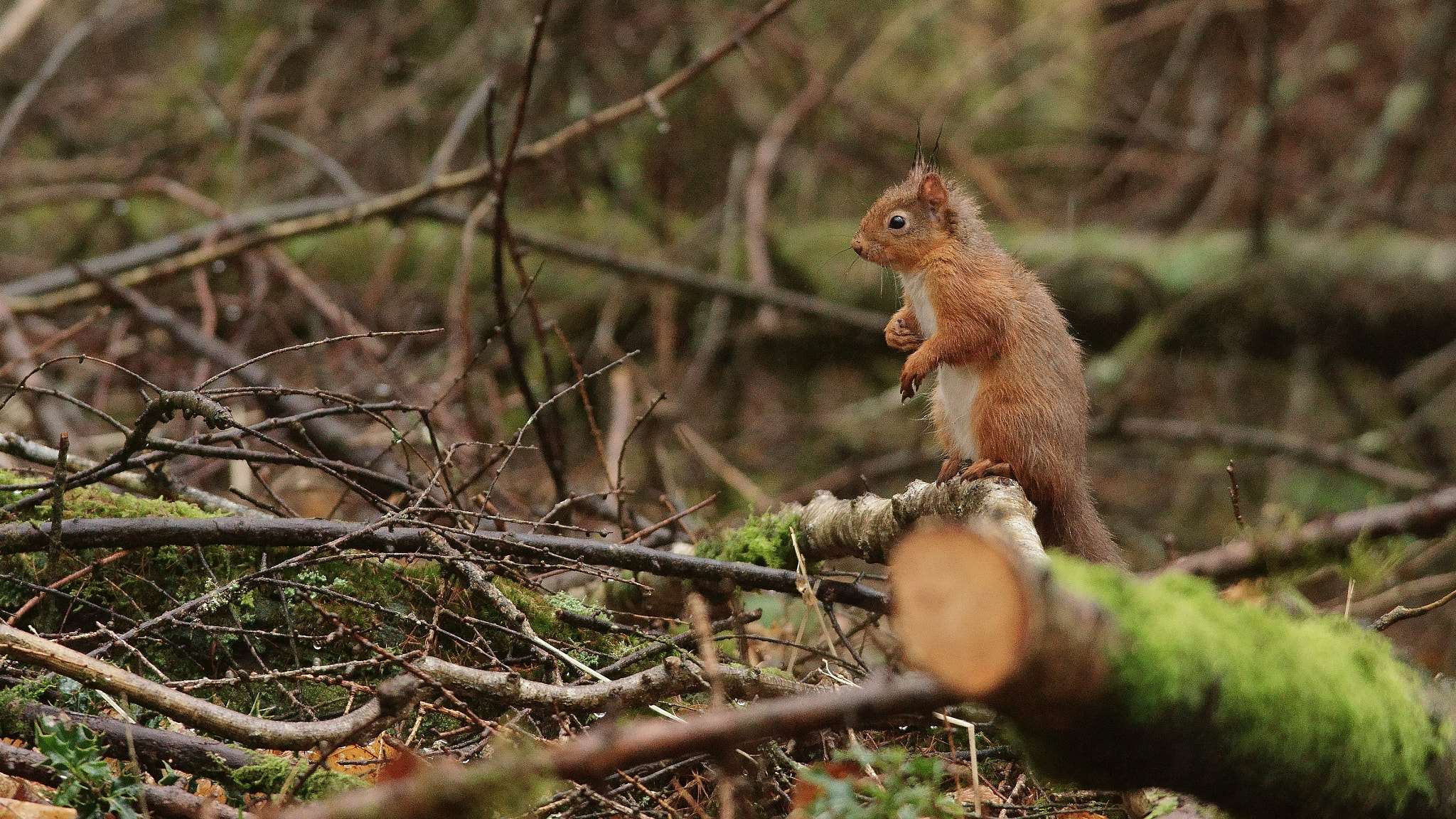 Sony ILCA-77M2 + Sony 300mm F2.8 G SSM II sample photo. 'daniella' in the wood photography