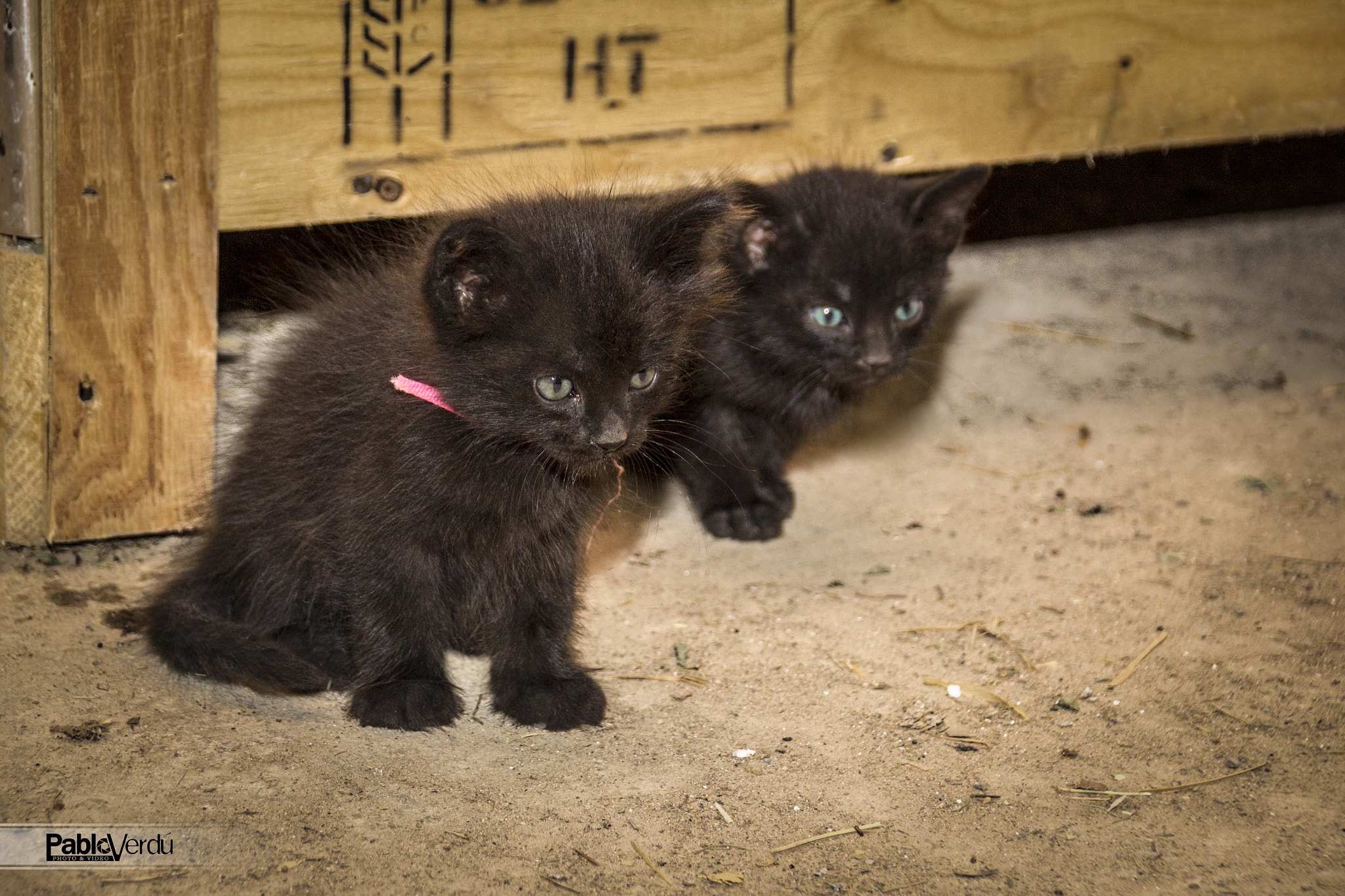 Sigma 18-250mm F3.5-6.3 DC OS HSM sample photo. Black brothers photography