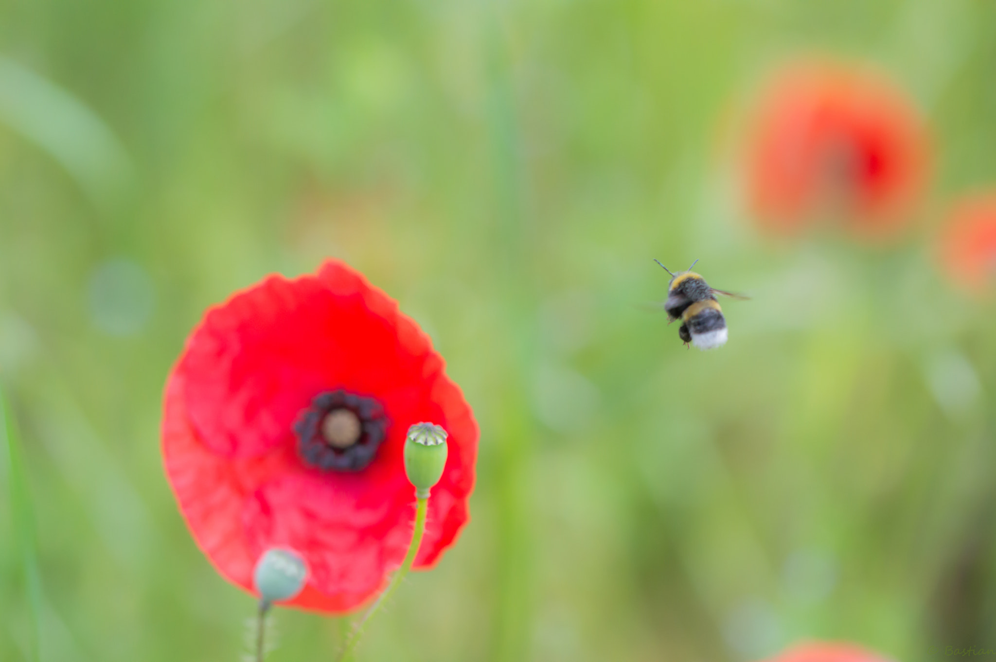 Nikon D3200 sample photo. Pollinate! photography