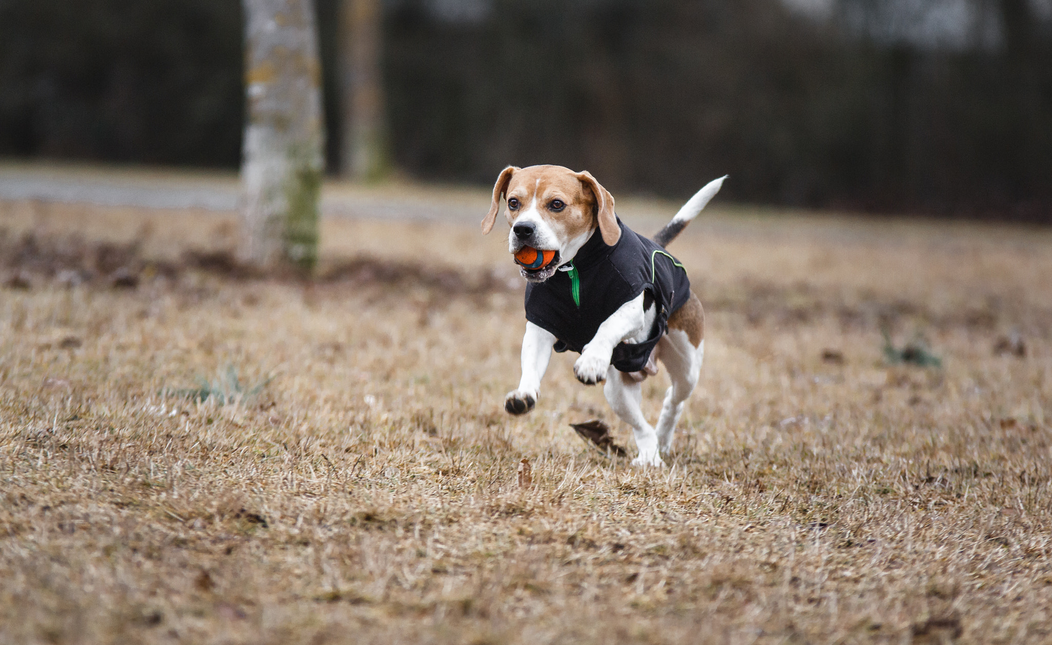 Canon EF 70-200mm F2.8L USM sample photo. Running dog photography