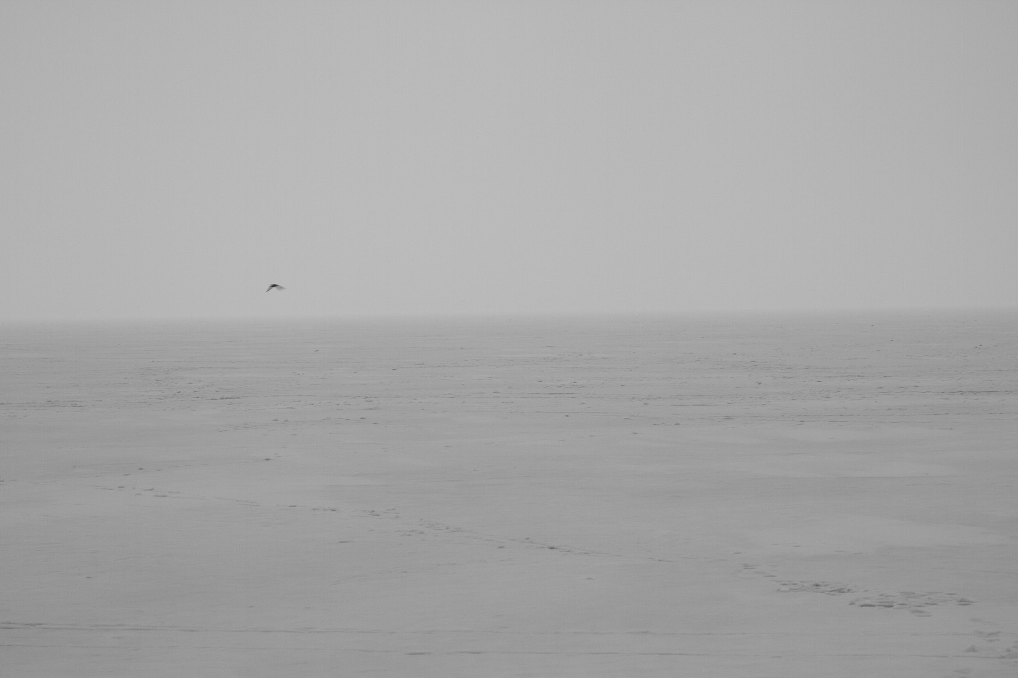 Canon EOS 7D sample photo. The frozen baltic sea. white and wide and it was just beautiful. stood in the middle of the sea photography
