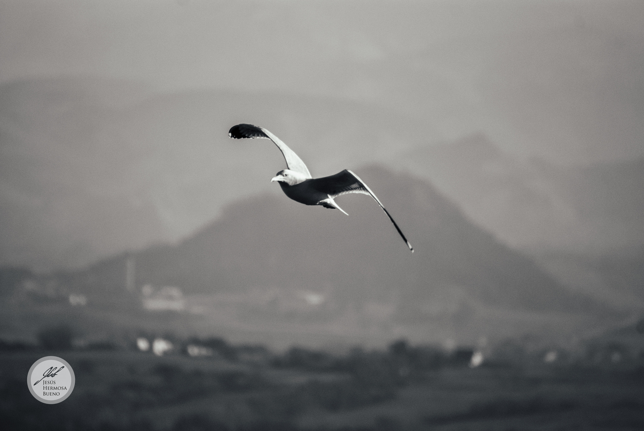Sony 75-300mm F4.5-5.6 sample photo. Gaviota photography