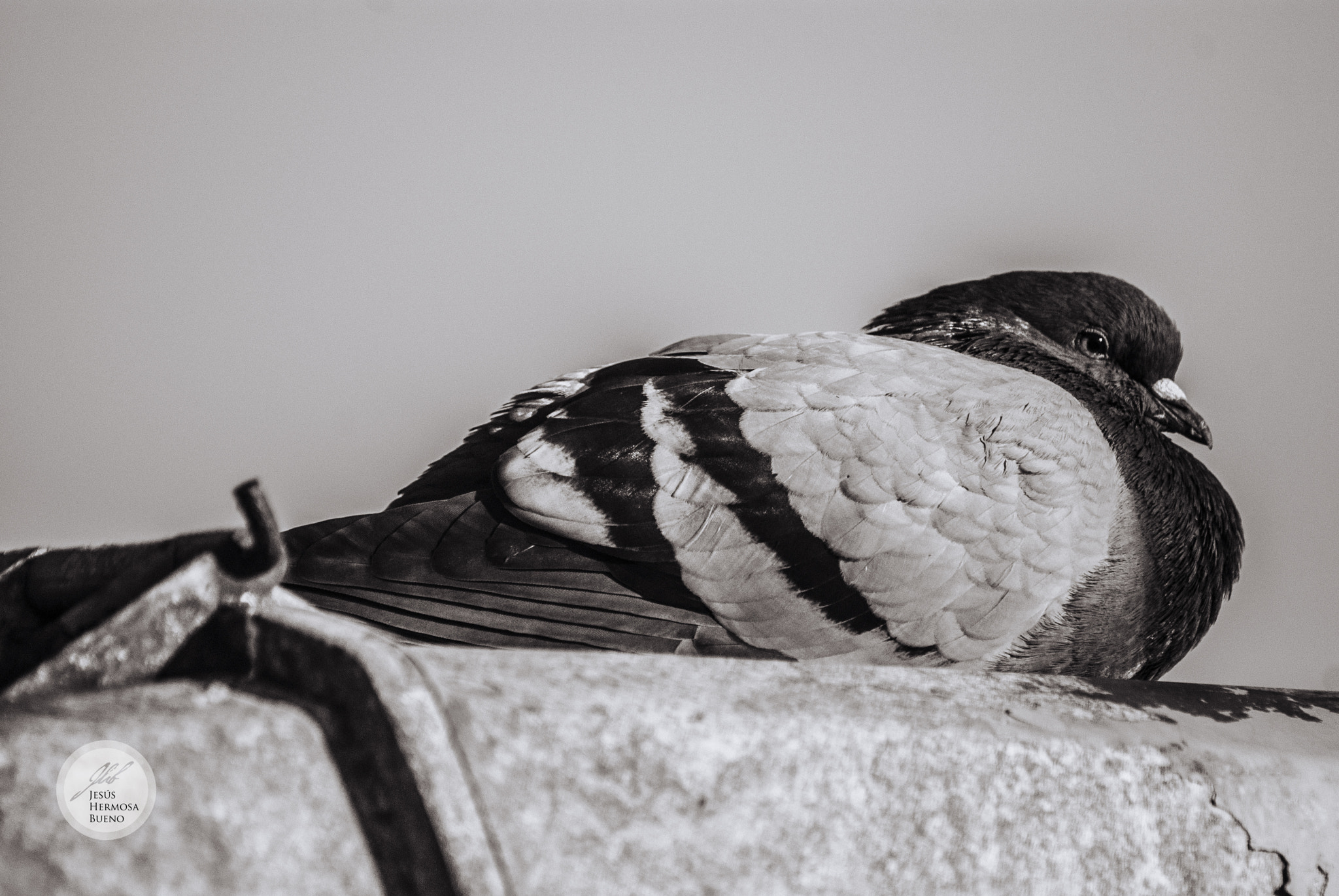 Sony 75-300mm F4.5-5.6 sample photo. Paloma photography