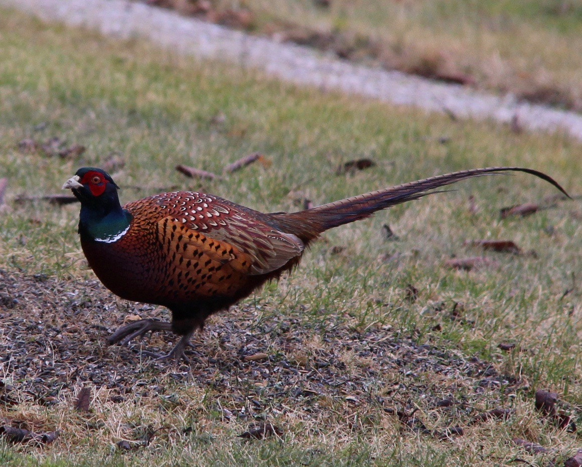Canon EF-S 18-200mm F3.5-5.6 IS sample photo. Visit in the garden photography