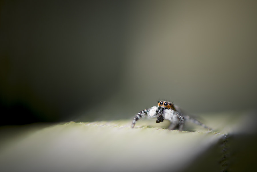 Nikon AF-S Micro-Nikkor 105mm F2.8G IF-ED VR sample photo