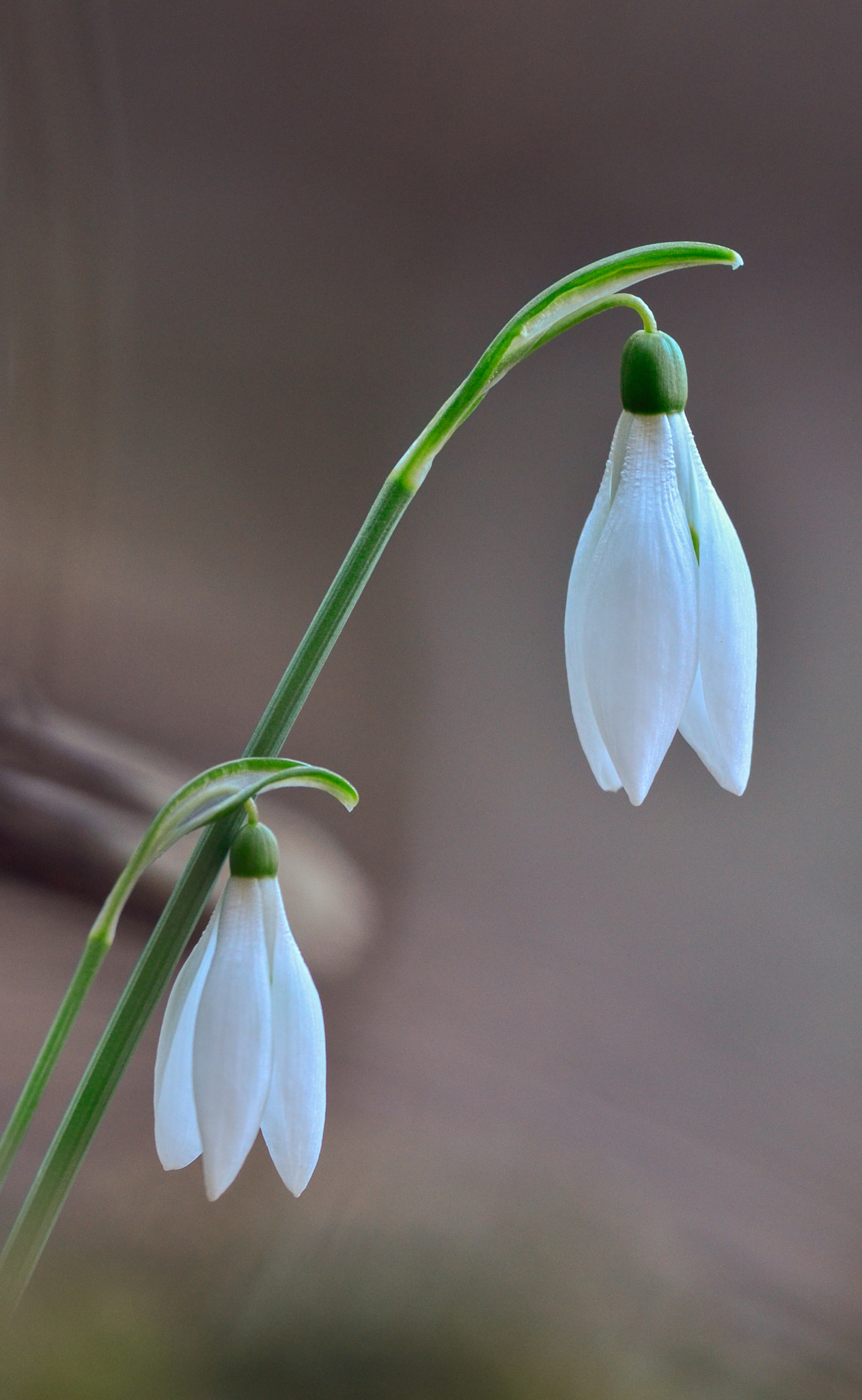 Nikon D5100 + Nikon AF-S Nikkor 300mm F4D ED-IF sample photo. Spring is coming photography