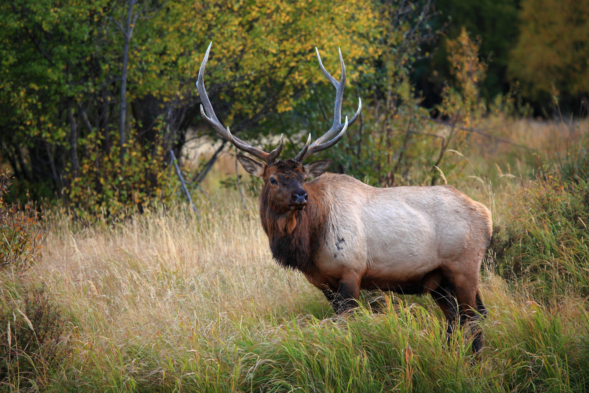 Canon EOS 5D Mark II + Canon EF 100-400mm F4.5-5.6L IS USM sample photo. Rocky mountain bull elk photography