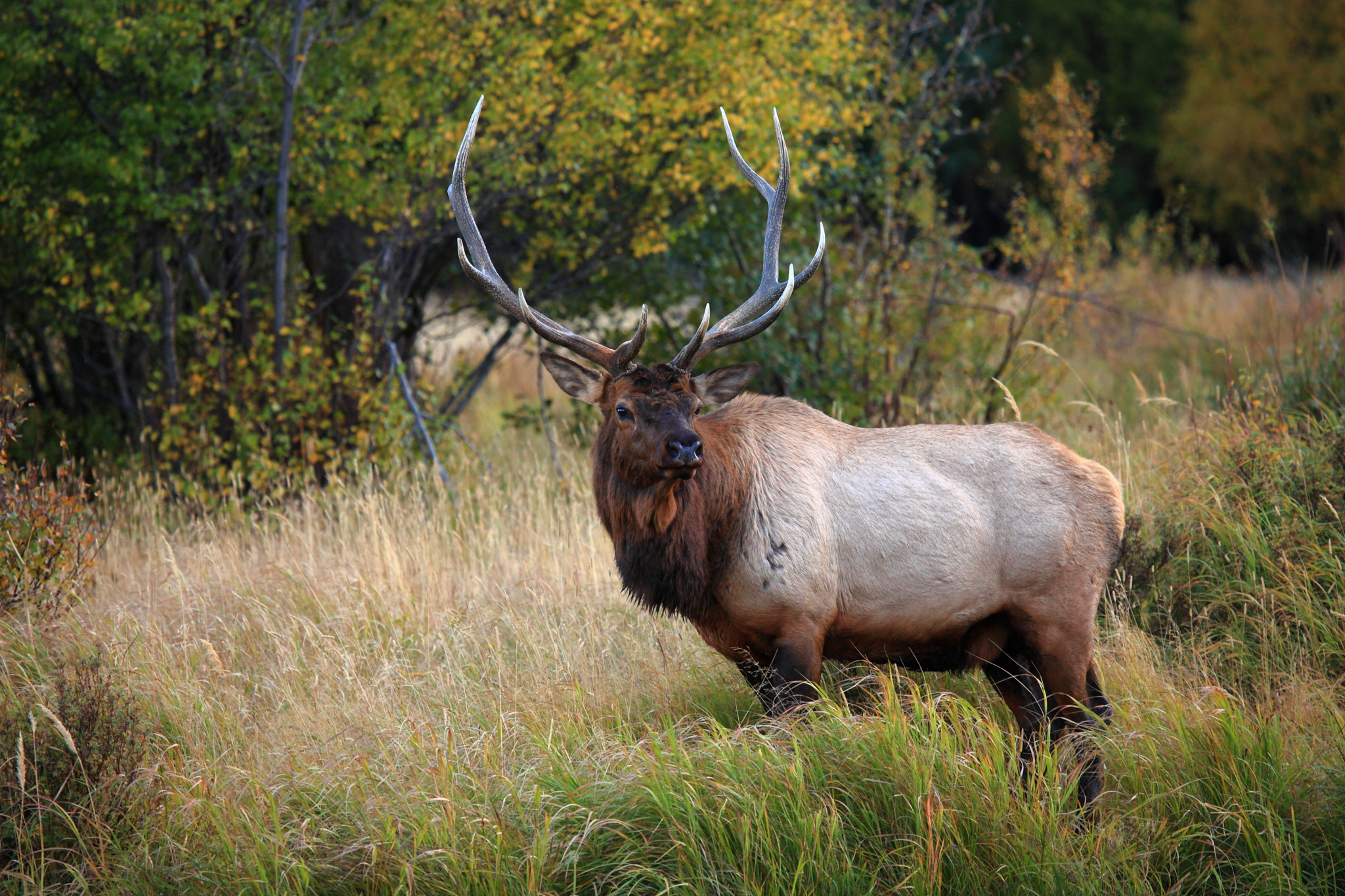 Canon EF 100-400mm F4.5-5.6L IS USM sample photo. Rocky mountain bull elk photography