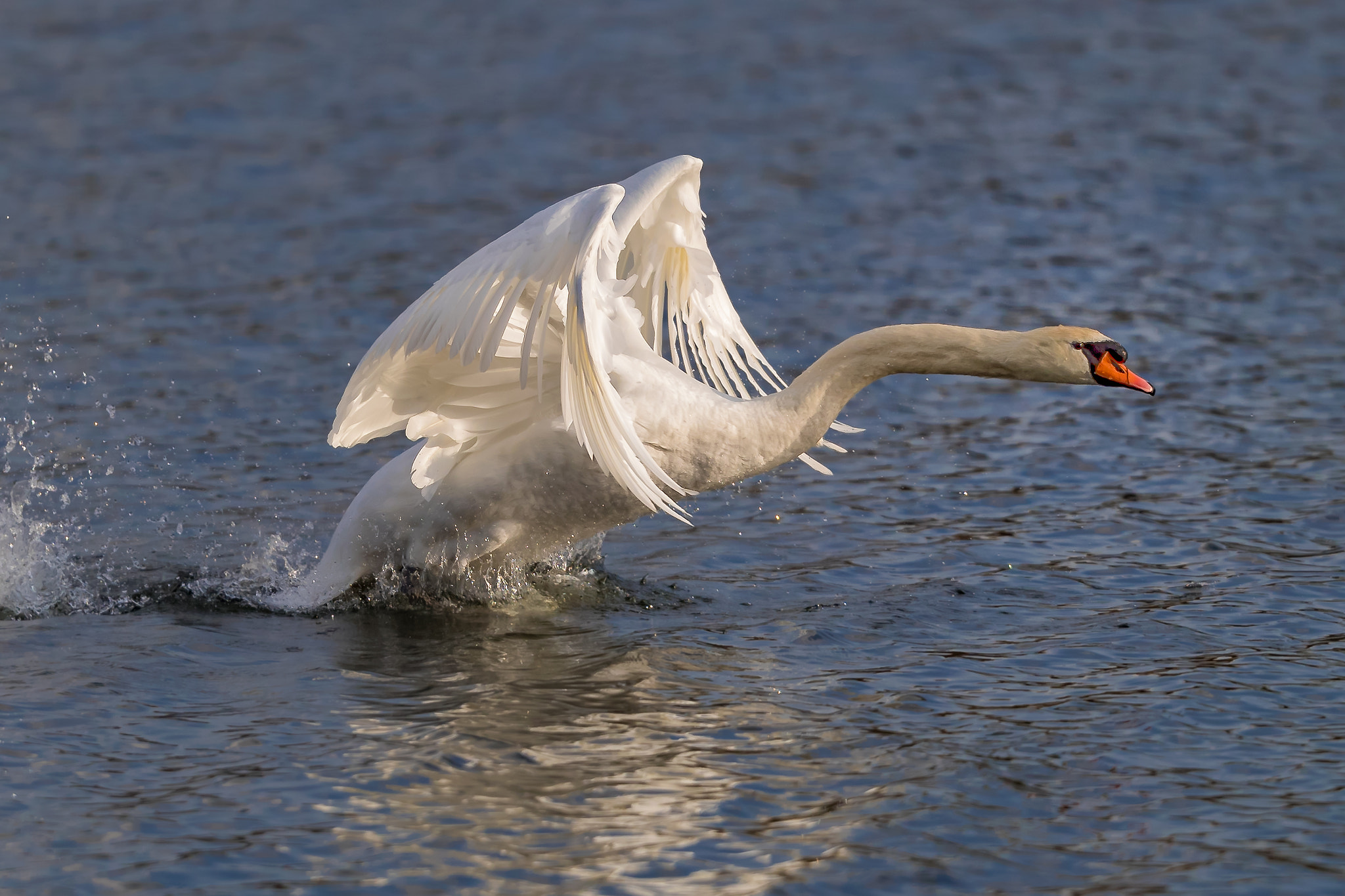 Canon EF 200mm F2L IS USM sample photo. My friend nils.... photography