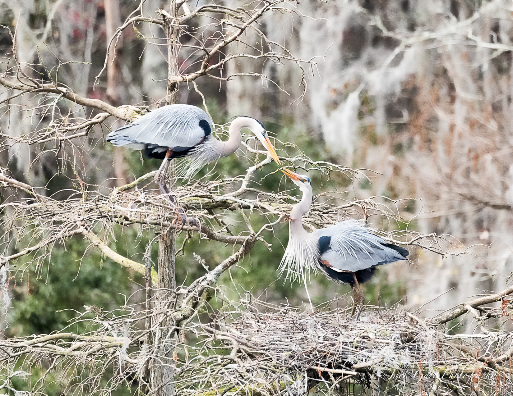 150-600mm F5-6.3 DG OS HSM | Sports 014 sample photo. Great blue heron receiving branch from mate photography