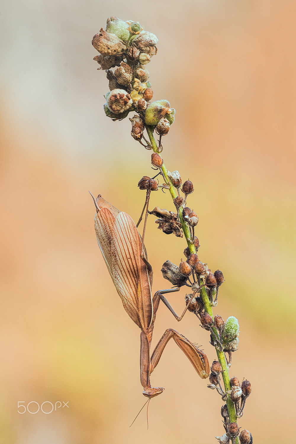 Sigma 150mm F2.8 EX DG Macro HSM sample photo. Mantis religiosa photography