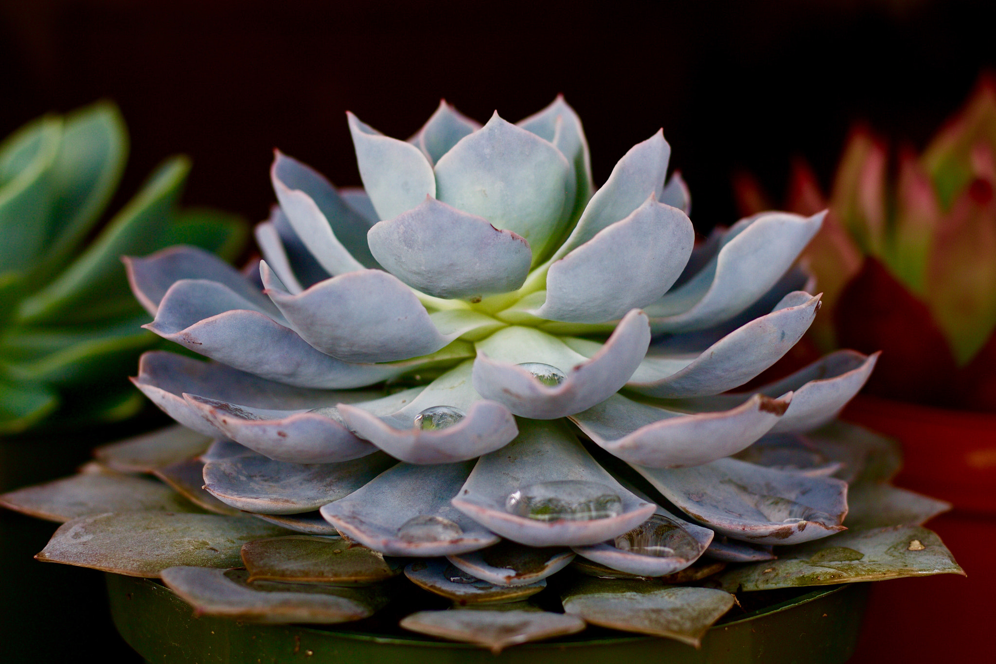 Canon EOS 1100D (EOS Rebel T3 / EOS Kiss X50) sample photo. Succulent 2 photography