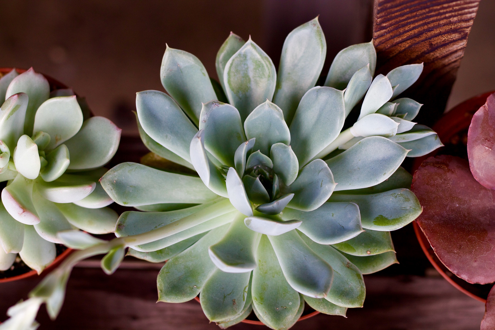 Canon EOS 1100D (EOS Rebel T3 / EOS Kiss X50) sample photo. Succulent 1 photography