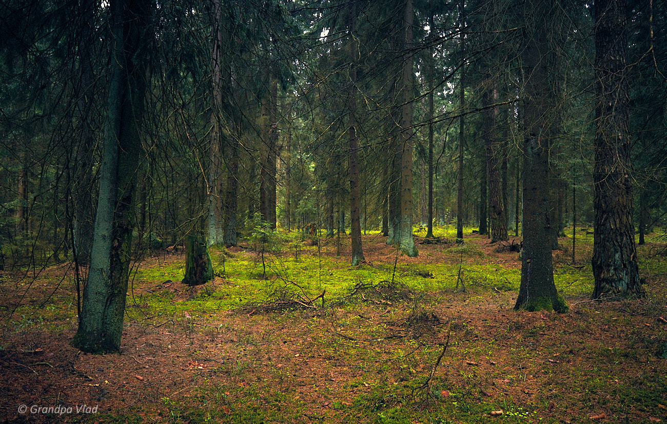 Canon EOS 1100D (EOS Rebel T3 / EOS Kiss X50) sample photo. Walk through the woods... photography