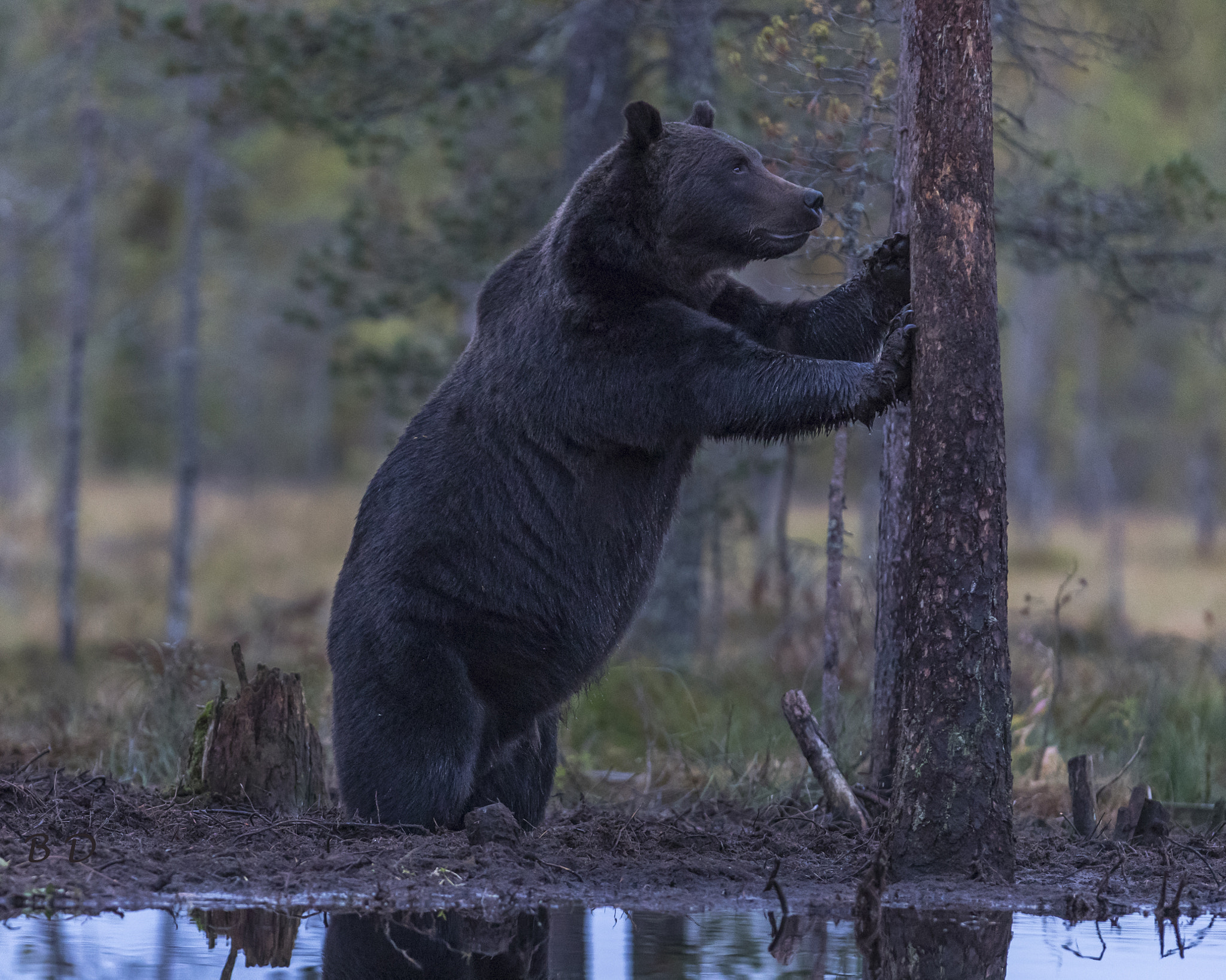 Canon EF 300mm F2.8L IS USM sample photo. Bear, tree, food? photography