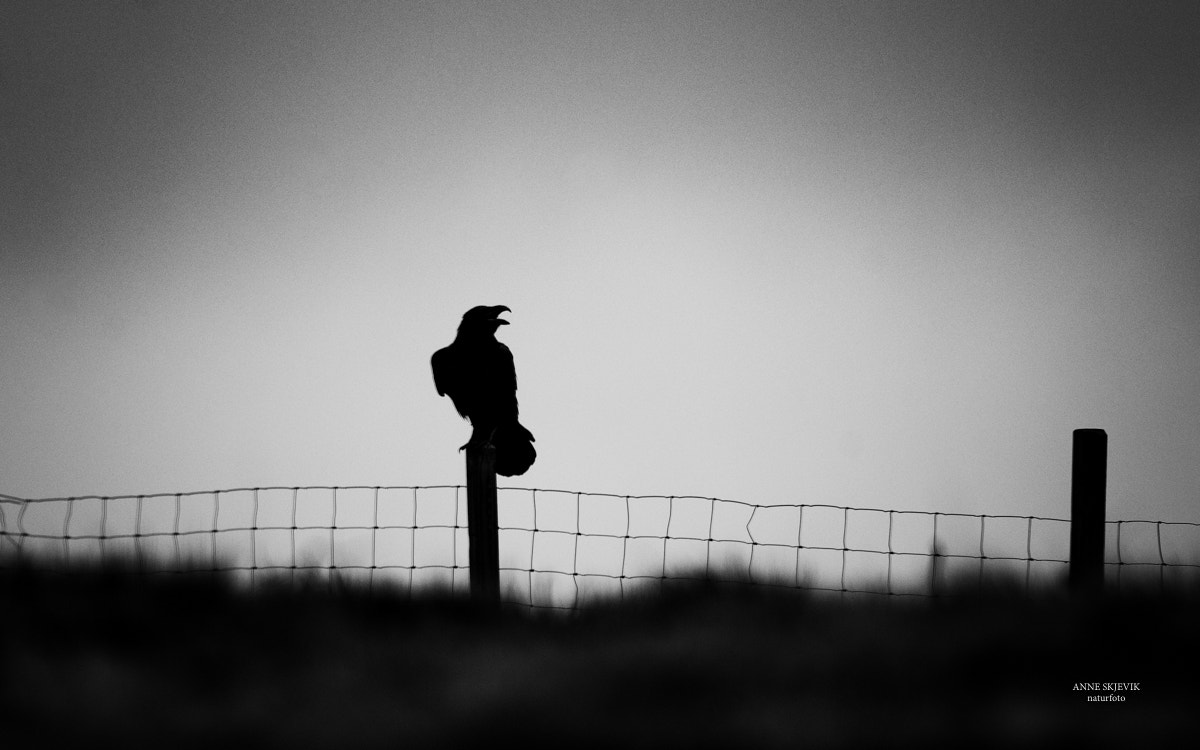 Canon EF 300mm F2.8L IS II USM sample photo. Raven (corvus corax) photography