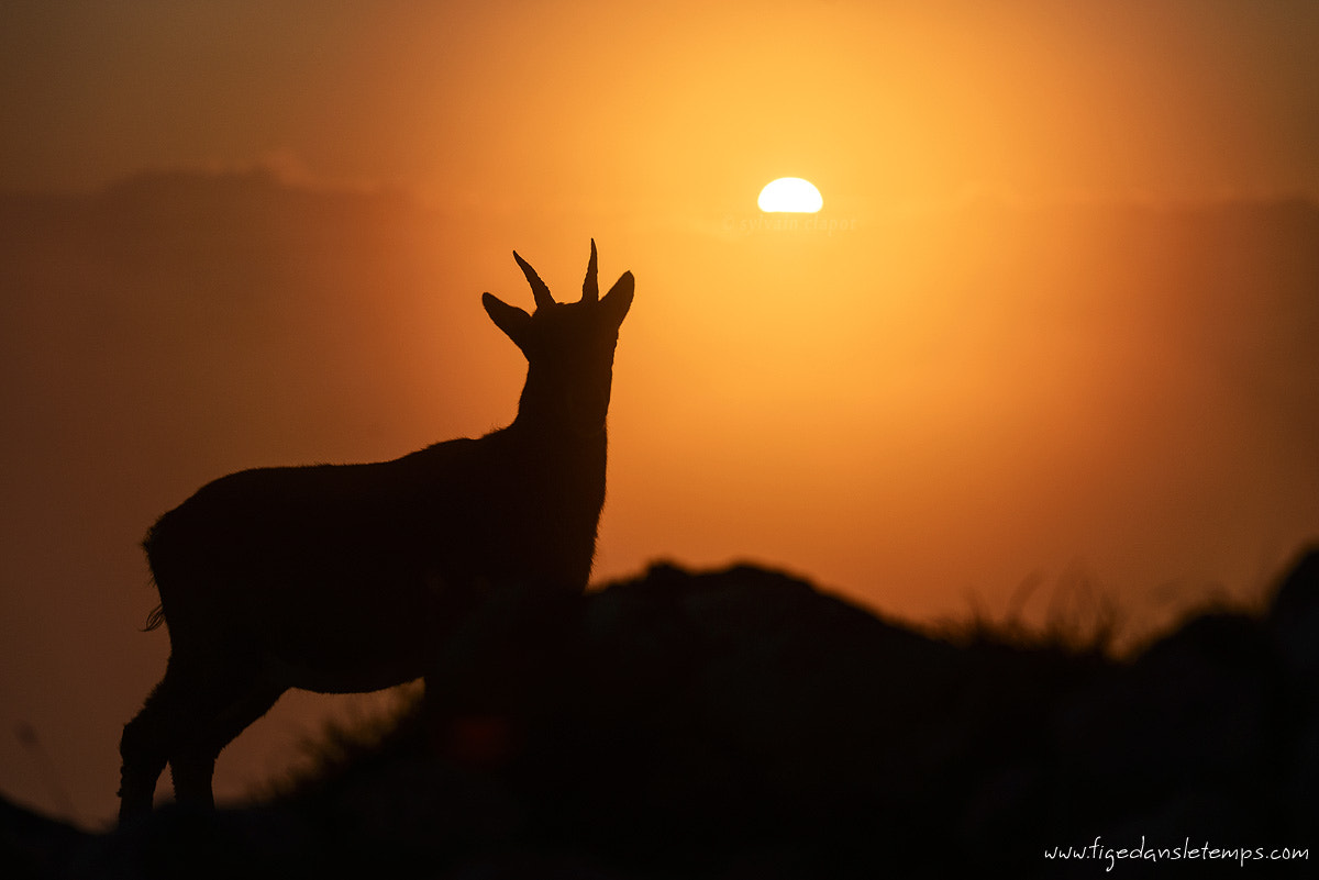 Sigma 70-200mm F2.8 EX DG OS HSM sample photo. Grand veymont photography