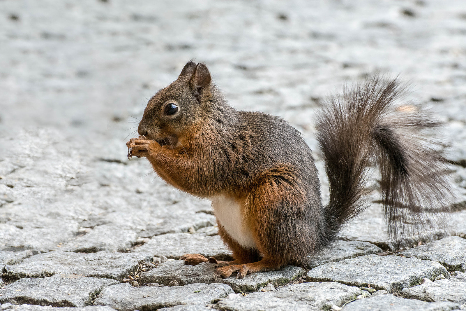 Nikon D7200 sample photo. Chipmunk photography