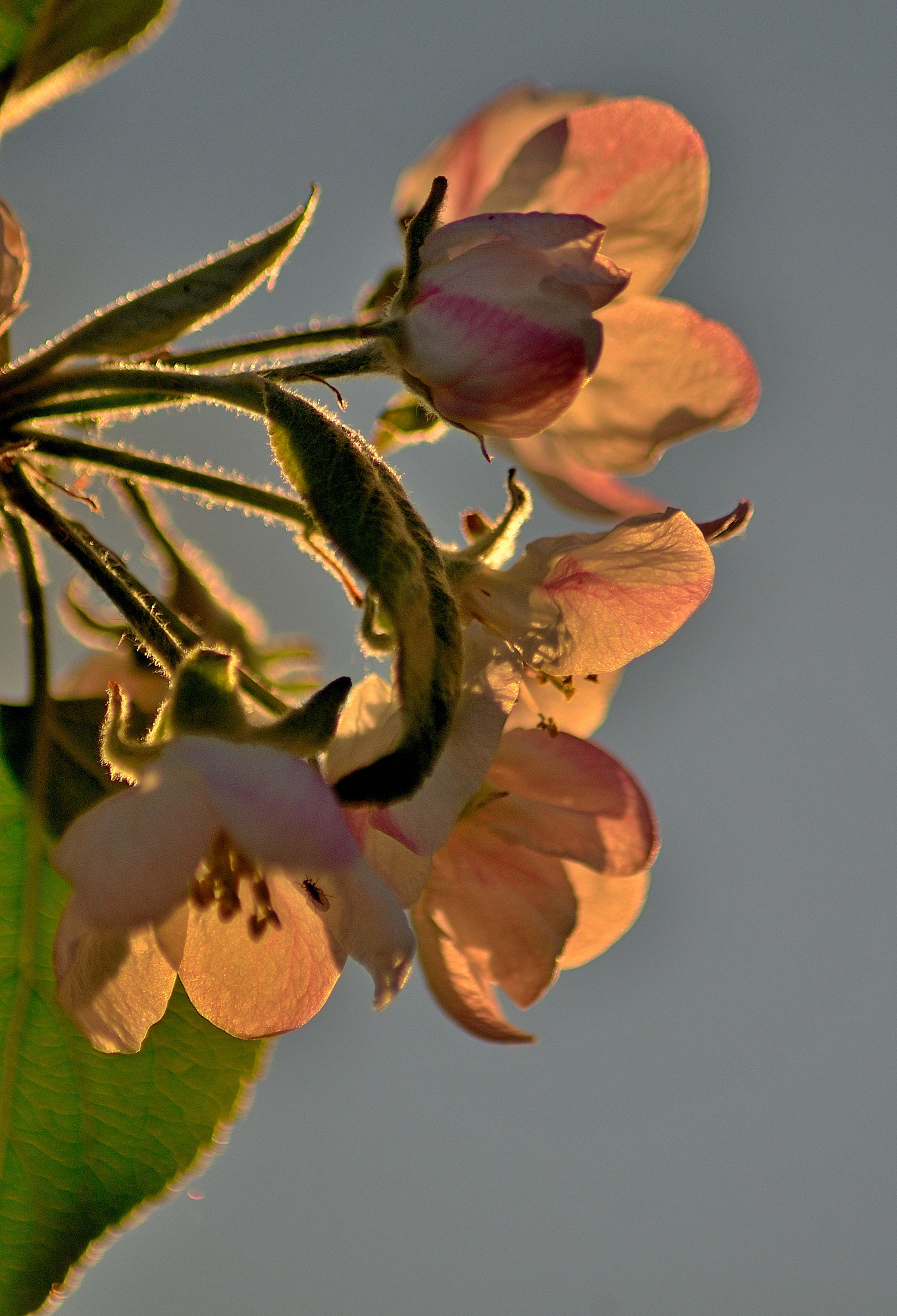 Nikon D7000 sample photo. Petals of blooming apple trees ... photography