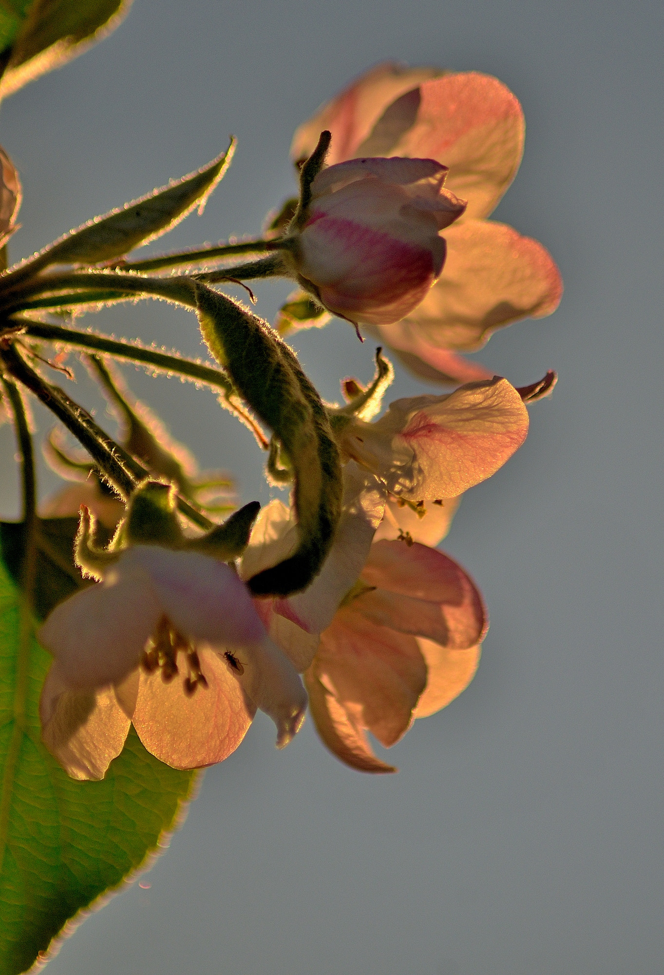 Nikon AF Nikkor 70-300mm F4-5.6G sample photo. Petals of blooming apple trees ... photography