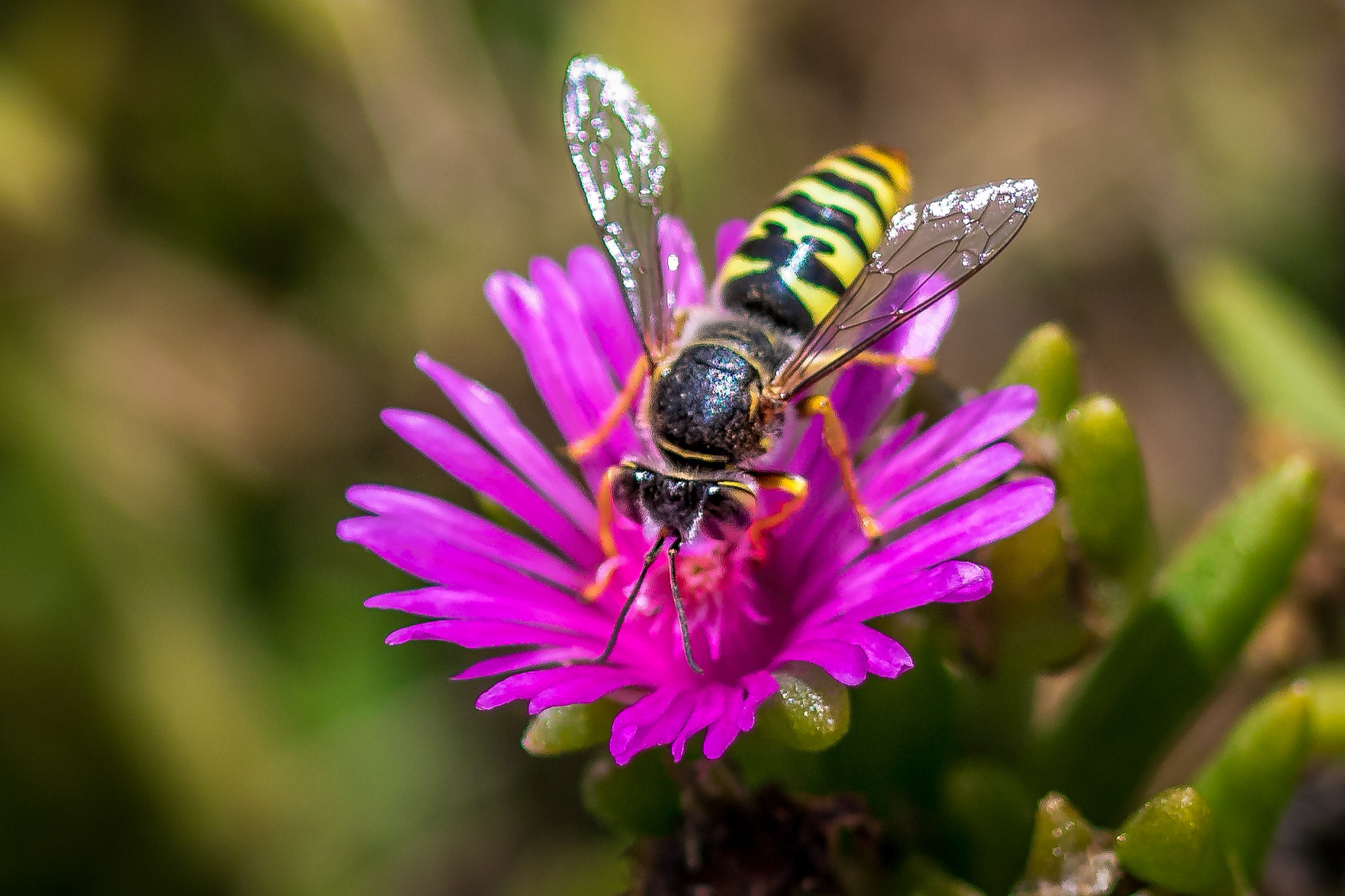 Canon EF 100mm F2.8 Macro USM sample photo. Yellow and black photography