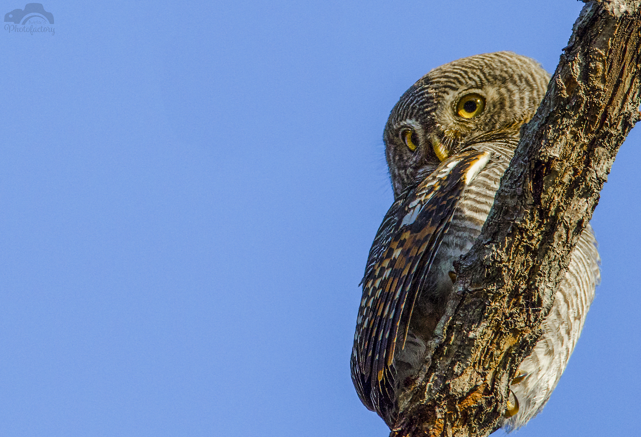 Sigma 150-600mm F5-6.3 DG OS HSM | C sample photo. Jungle owlet photography