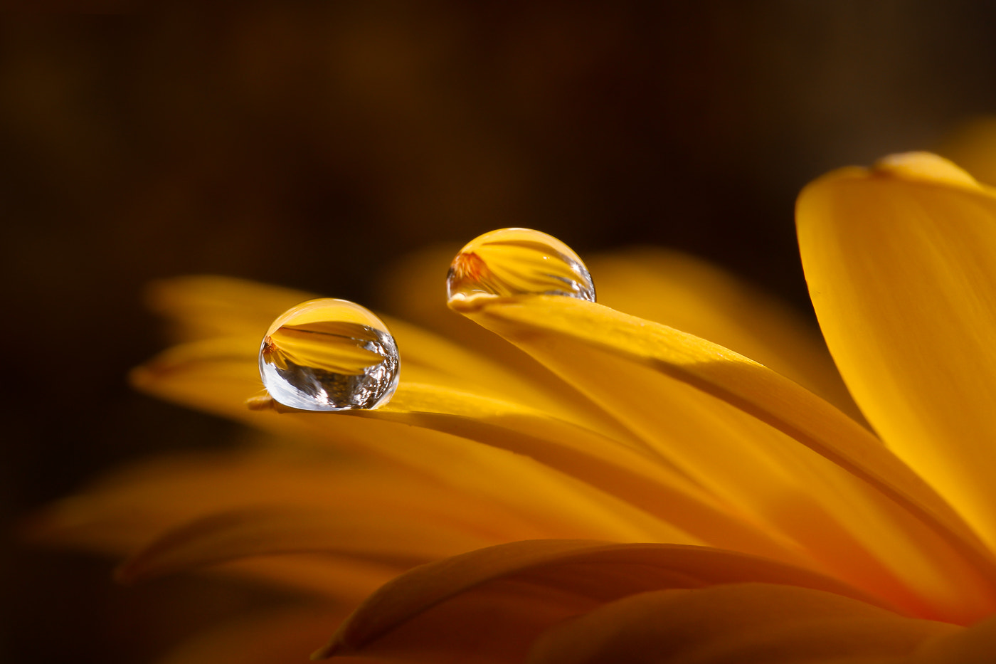 Canon EF 100mm F2.8L Macro IS USM sample photo. Yellow photography
