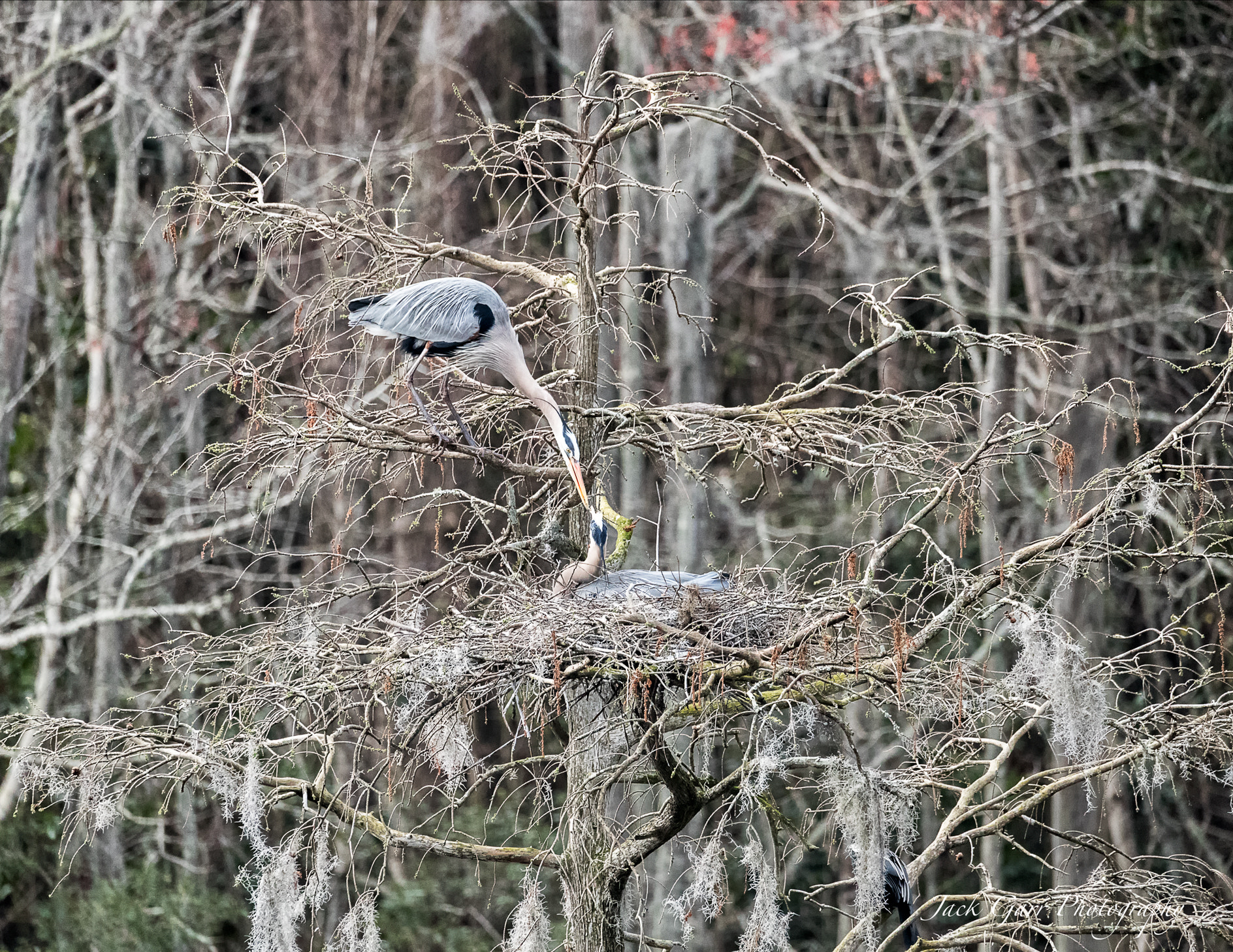 Canon EOS-1D X Mark II sample photo. Great blue heron setting on nest photography
